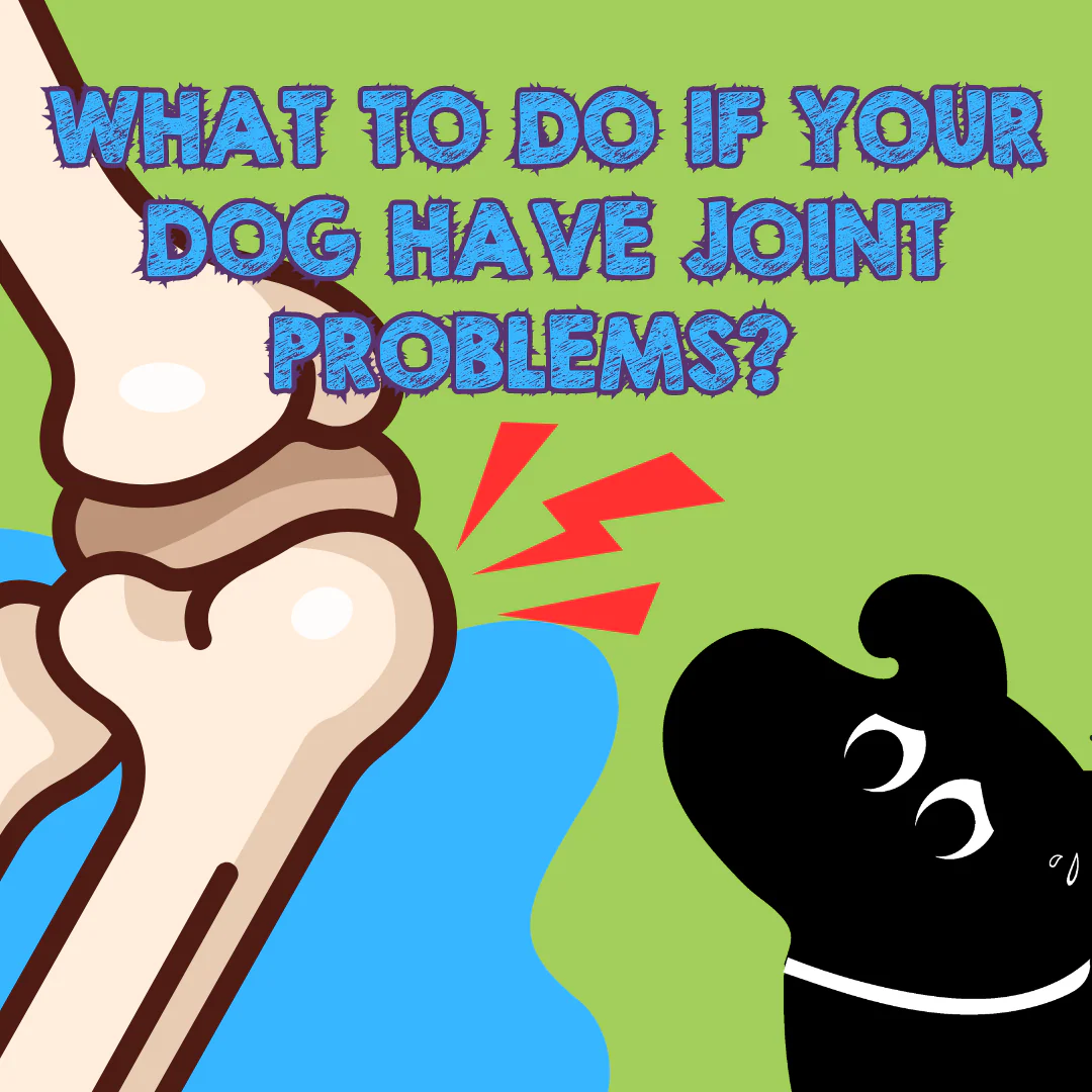 Cartoon infographic showing a painful dog join with red lightning bolts and worried black dog silhouette, with text asking