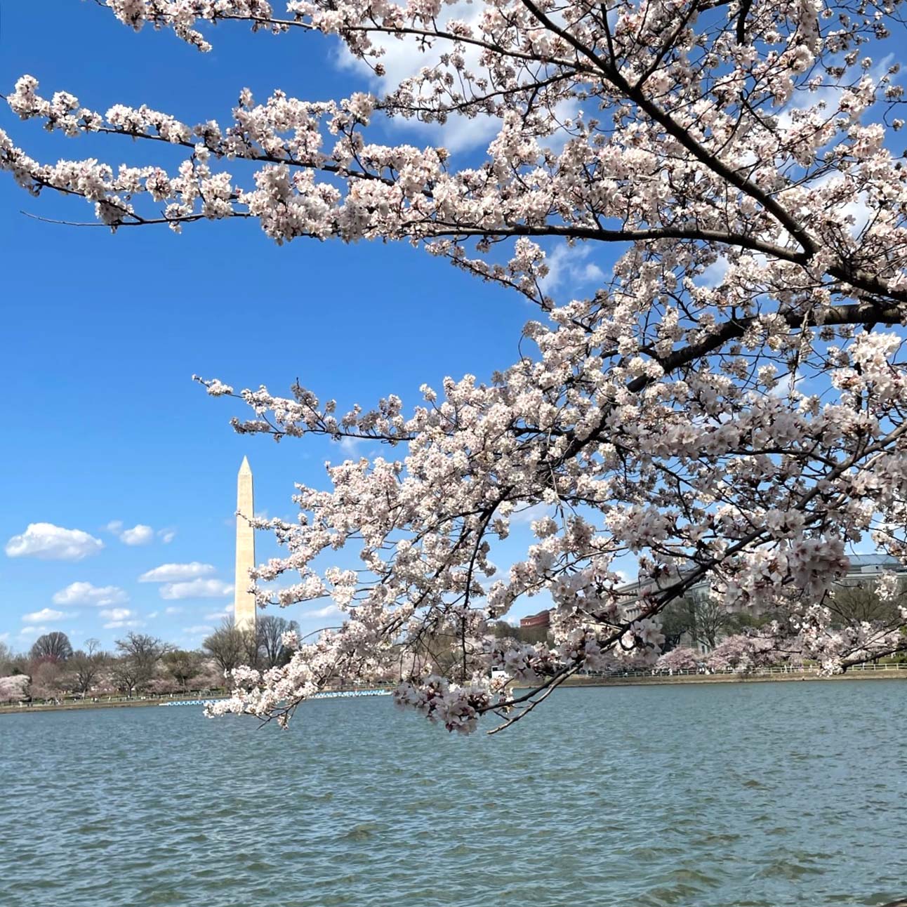 Cherry blossoms in full bloom with the Washington Monument in the distance.