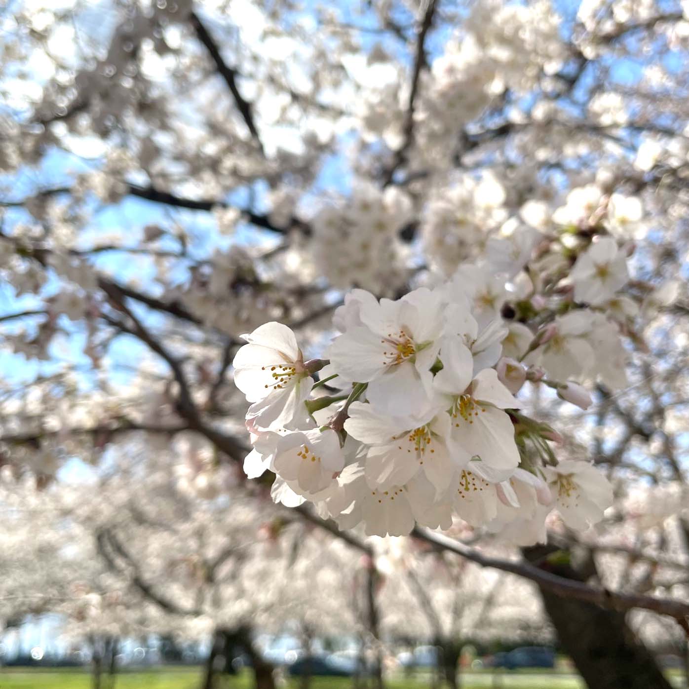 The Tidal Basin is one of the most popular areas to see the cherry blossoms.
