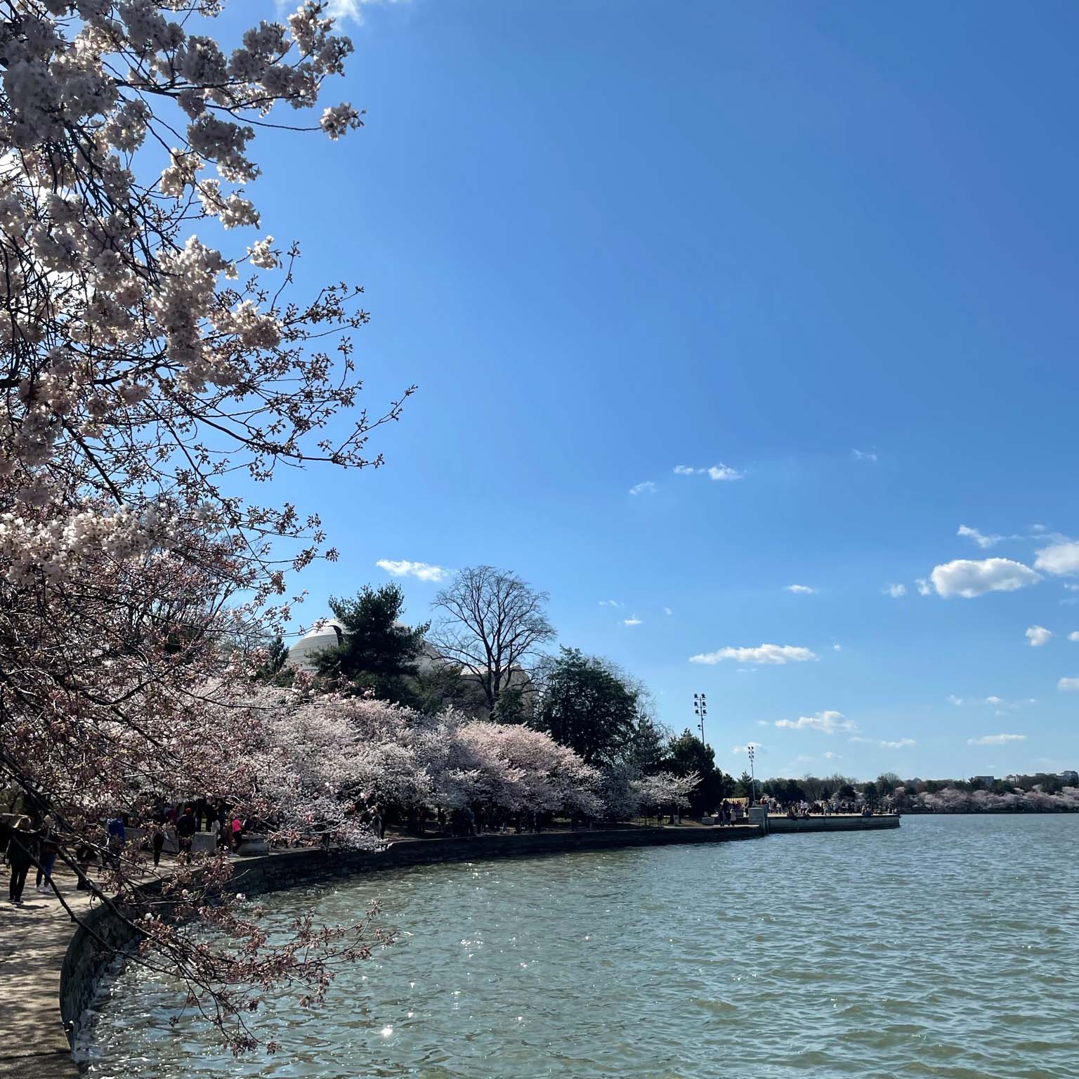 Walk along the water of the Tidal Basin for beautiful views of Washington D.C.