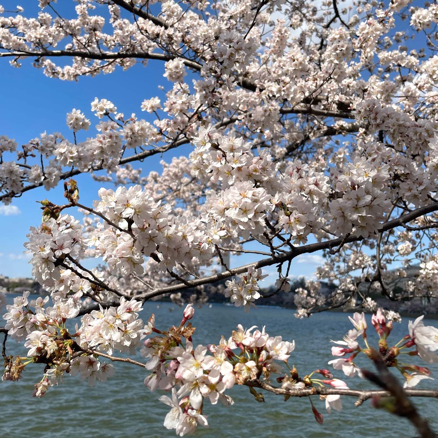 The cherry blossoms are the first sign of spring in Washington D.C. 