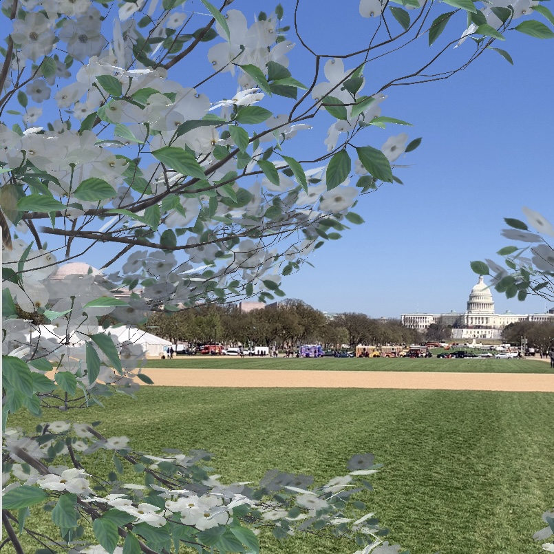 Download the free app ARpoise to experience an augmented reality of cherry blossoms and spring blooms.