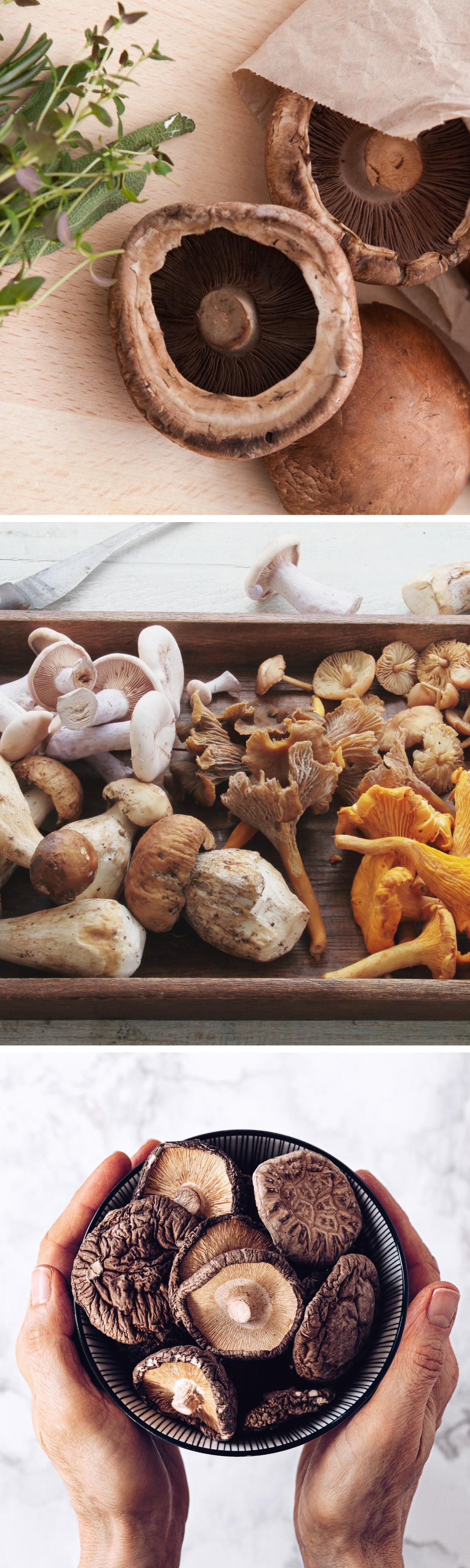 health benefits of mushrooms and mushroom-containing supplements
