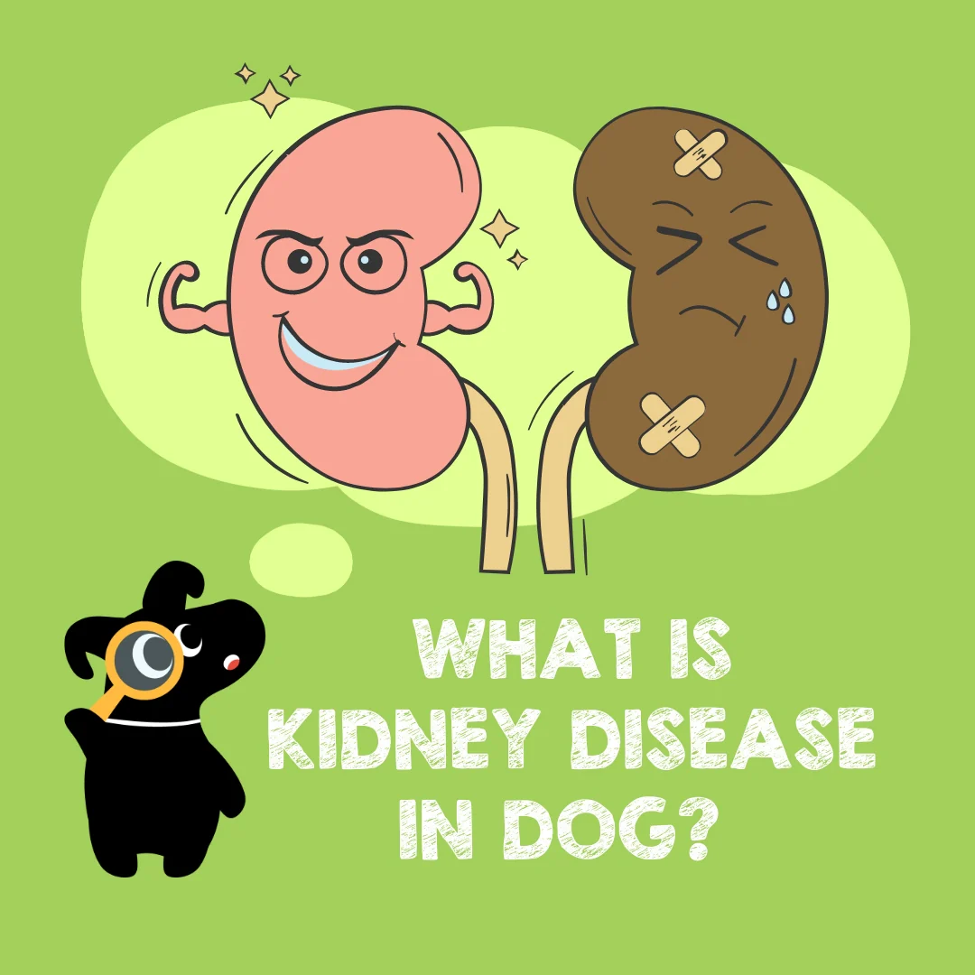Cartoon infographic showing health vs diseased kidneys with the text 