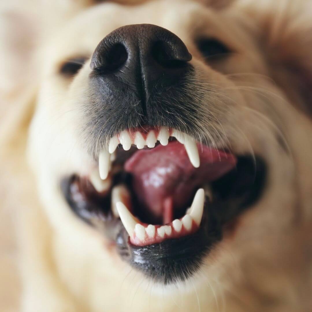 Natriumhexametaphosphat (Prayphos™)