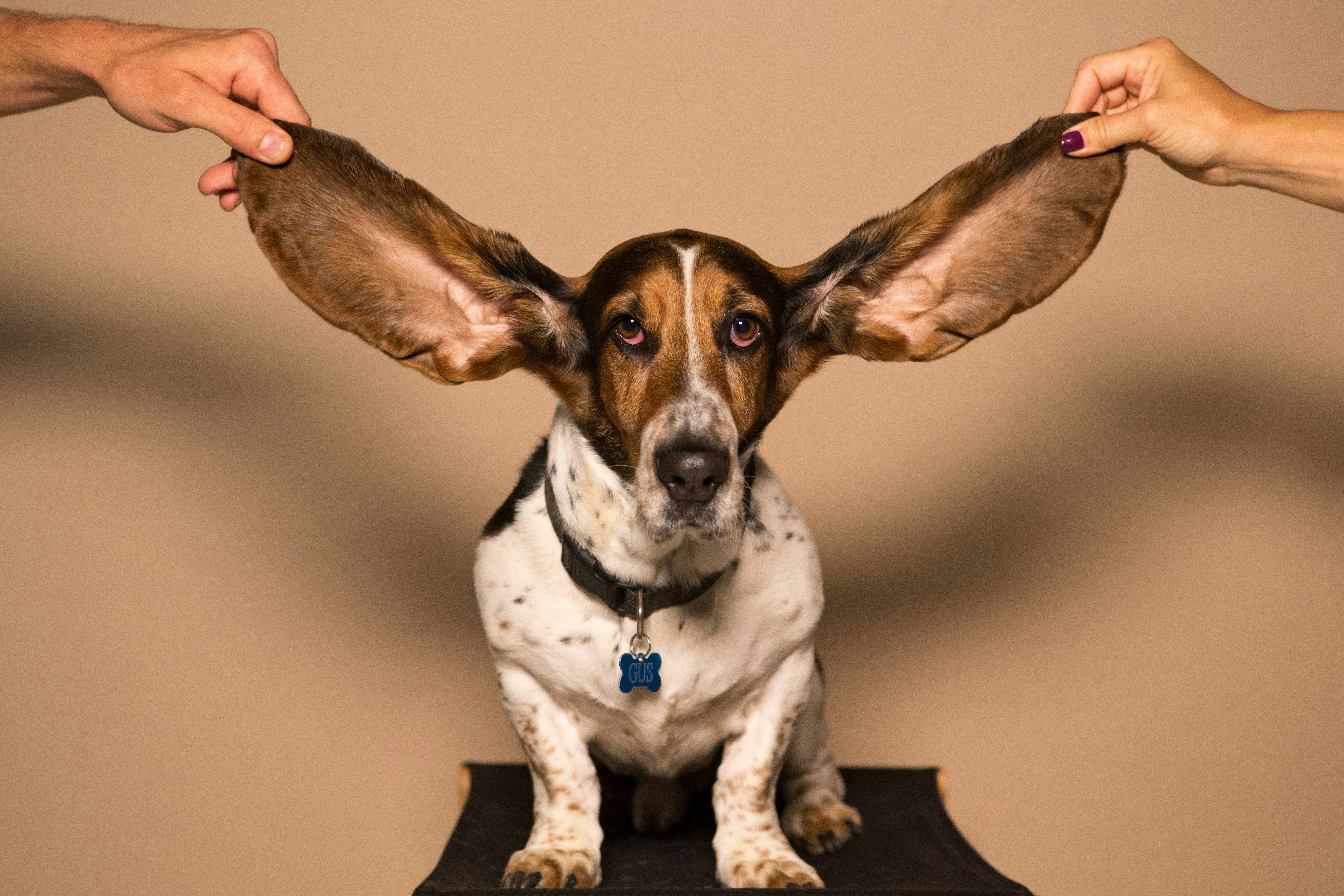 Basset Hound Dog with long ears being held up. Funny basset hound ear care and grooming concept.