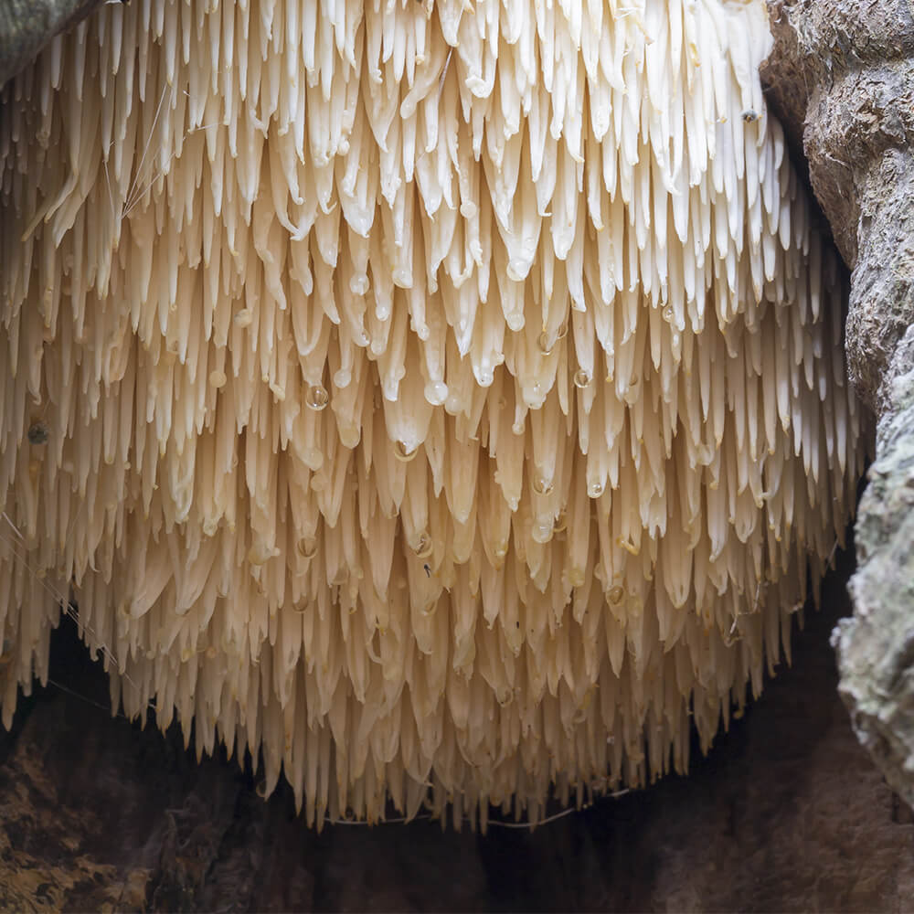 Lion's mane mushroom