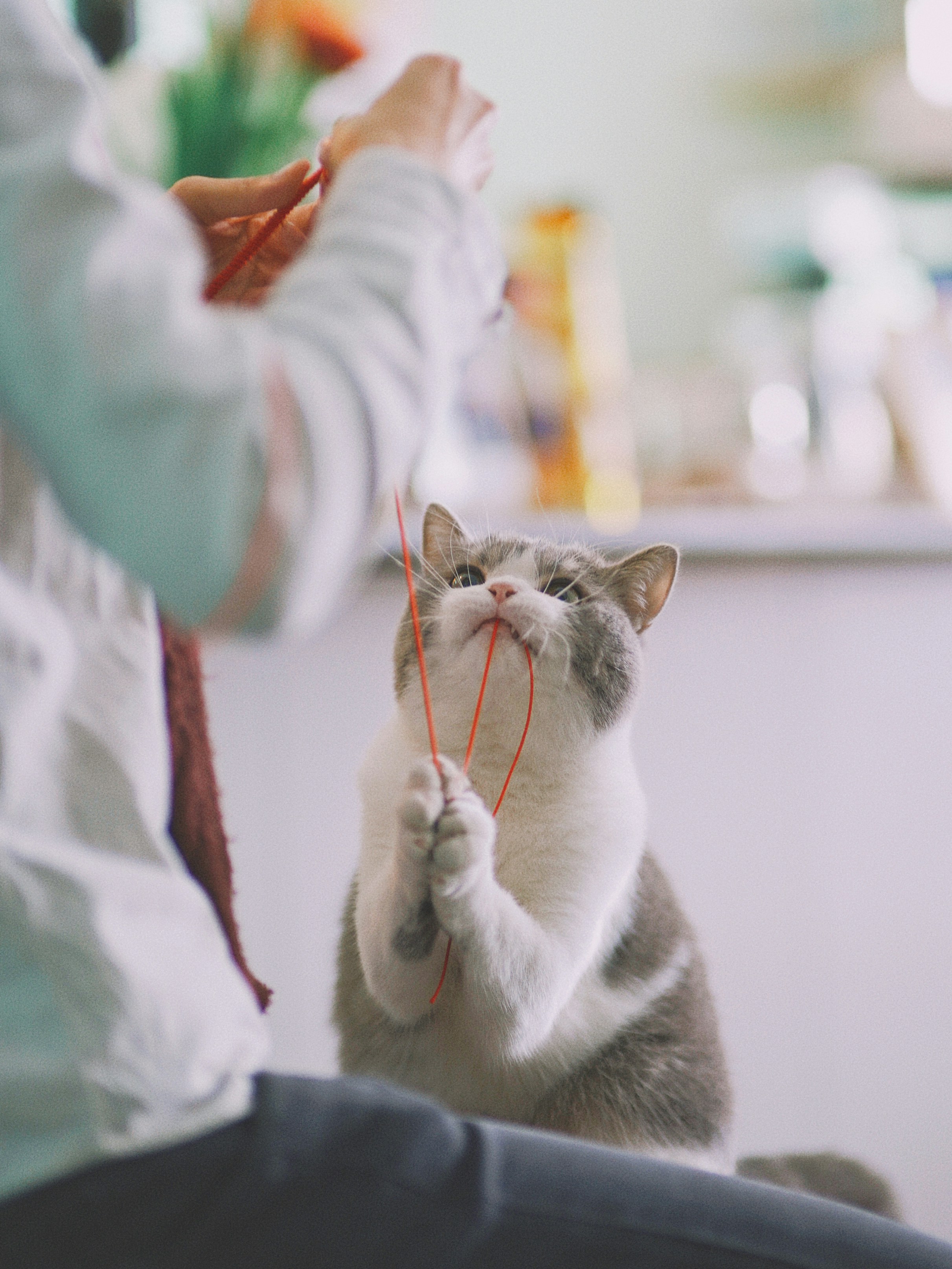 A gray and white cat looking up and holding its paws together and biting a red string held by a person.