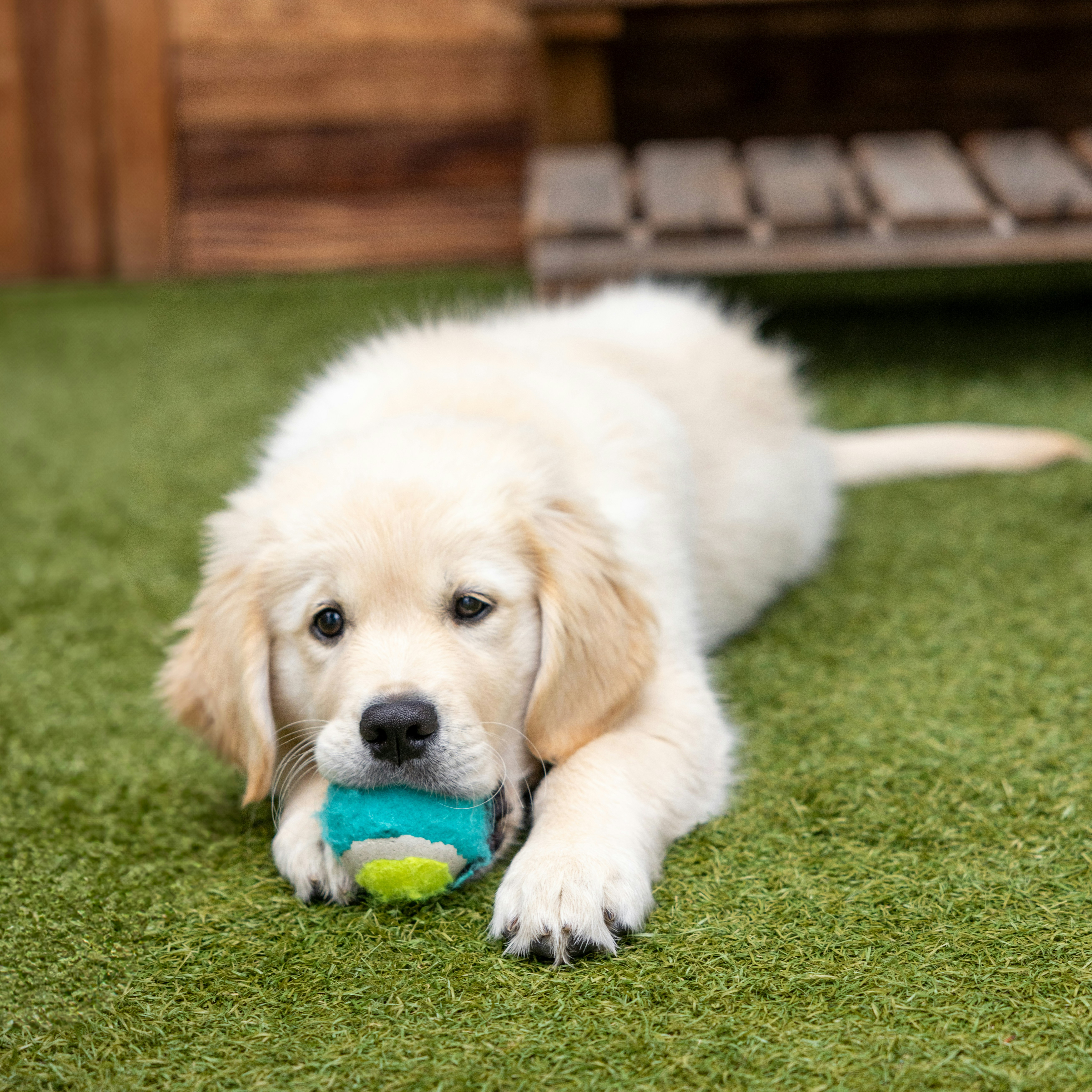 A fluffy Golden Retriever puppy lying down on green grass and chewing on a tennis ball.