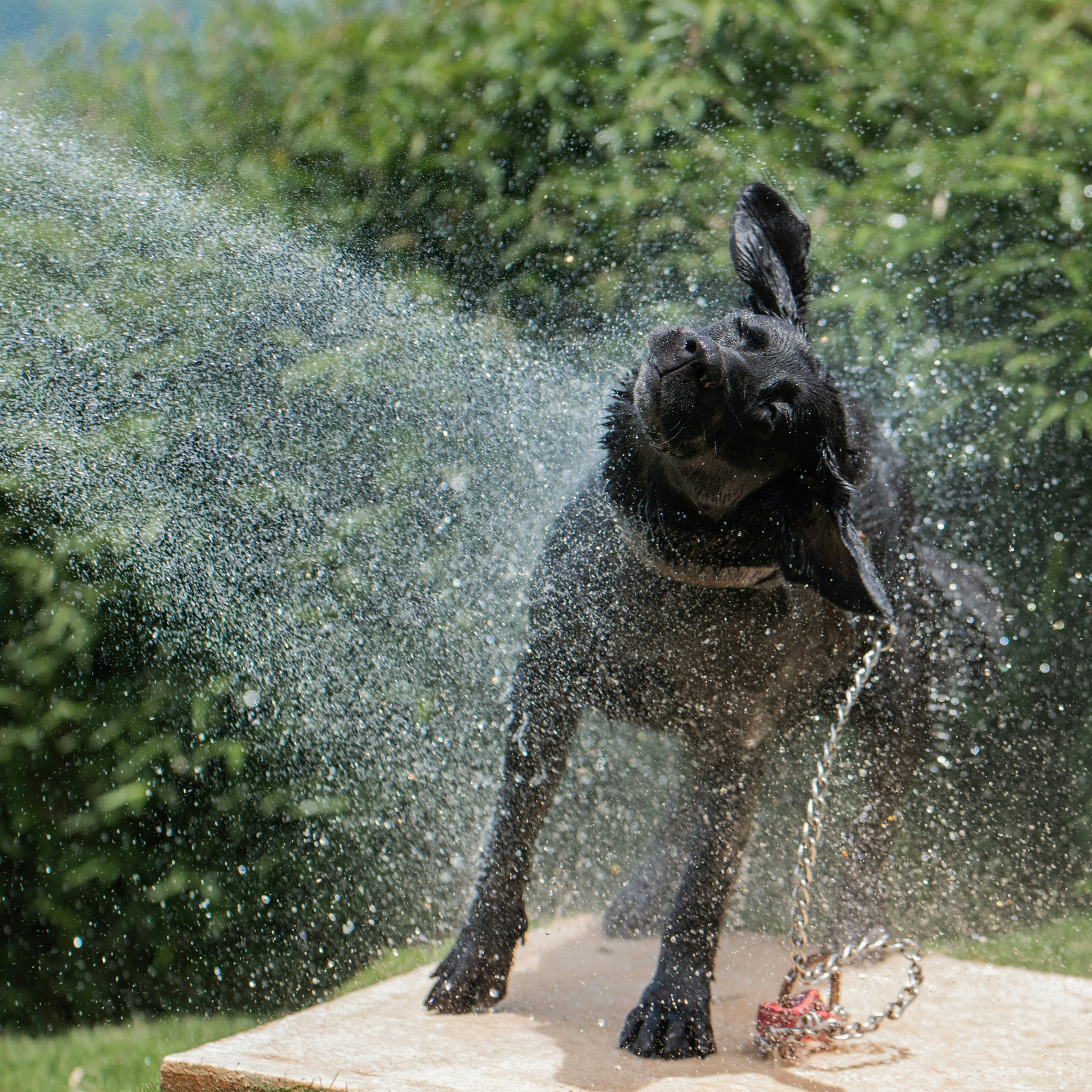 A black Labrador Retriever being sprayed down with a water hose outdoors, vigorously shaking its head amidst a heavy mist of water droplets.