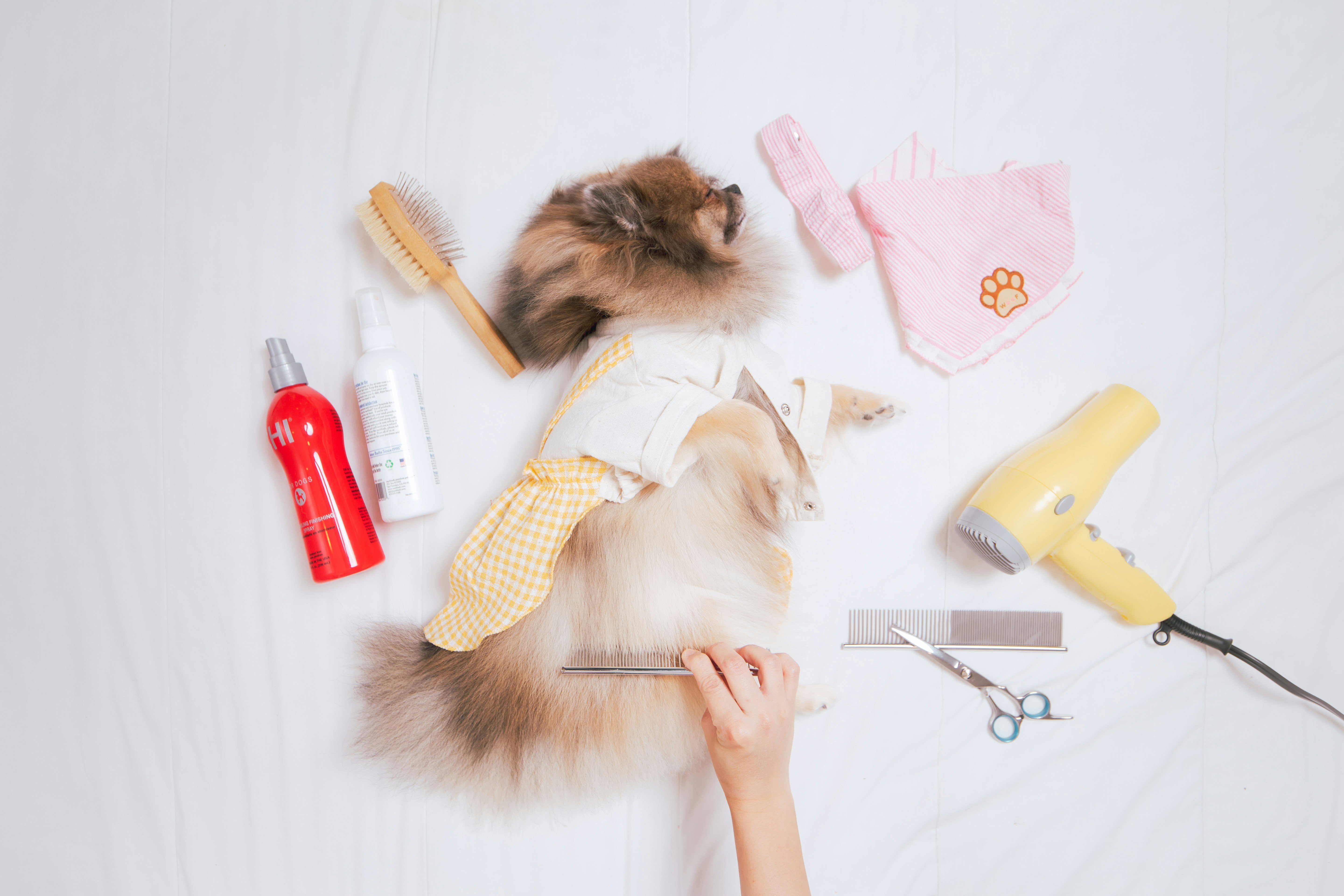 Flat lay overview of a small dog in a dress lying on a white surface surrounded by grooming tools like a hair dryer, brush, scissors, and spray bottles.