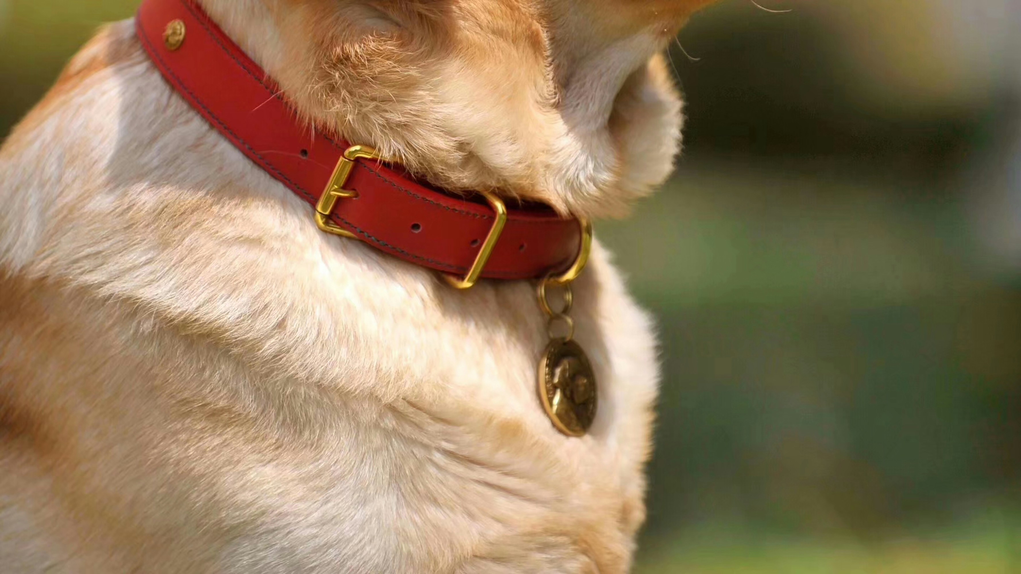 Close-up side profile of a dog wearing a premium red leather collar with a gold buckle and ID tag.