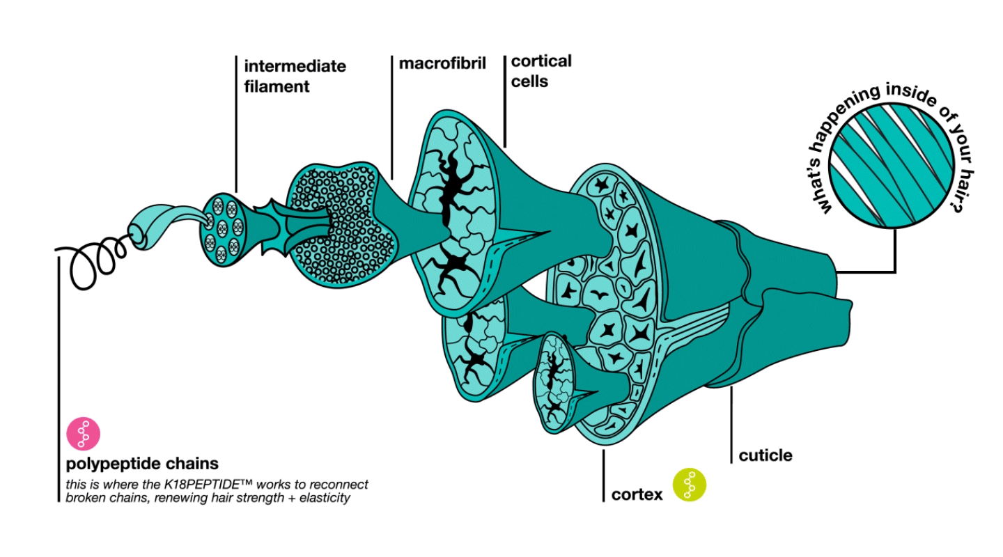 what does it mean to “click in” to hair’s keratin structure?