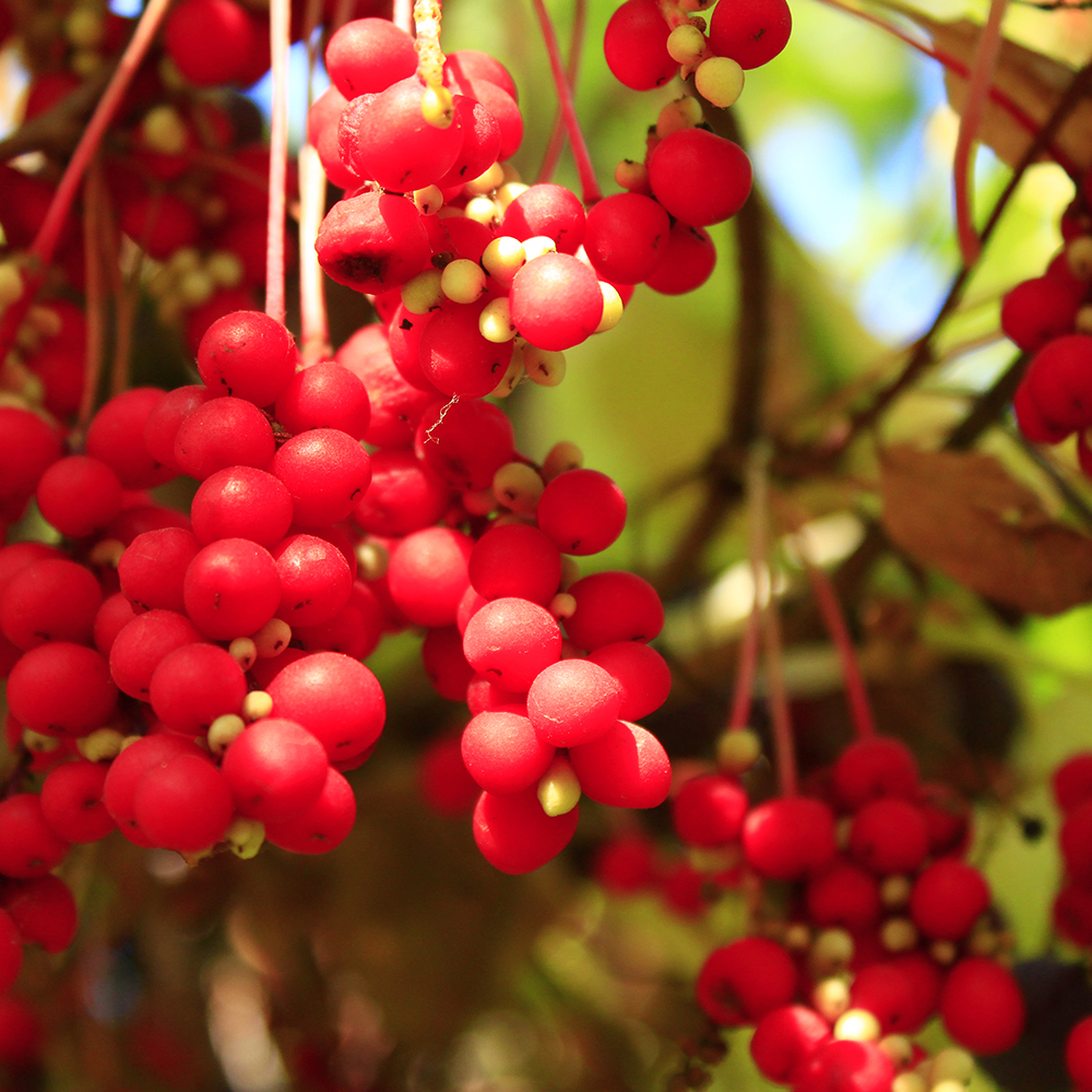 Schisandra berries