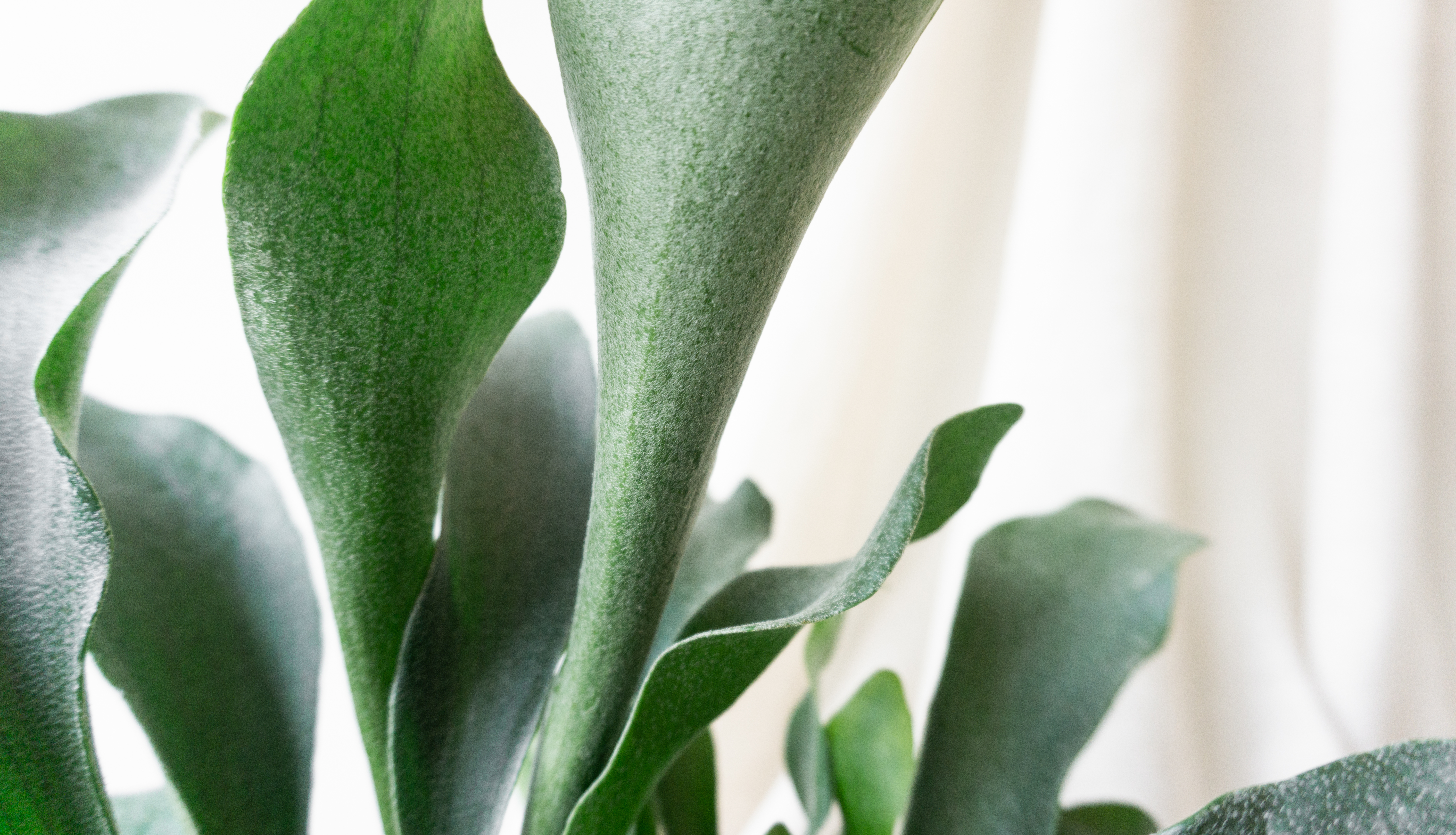 Staghorn Fern House Plants By Leaf Envy