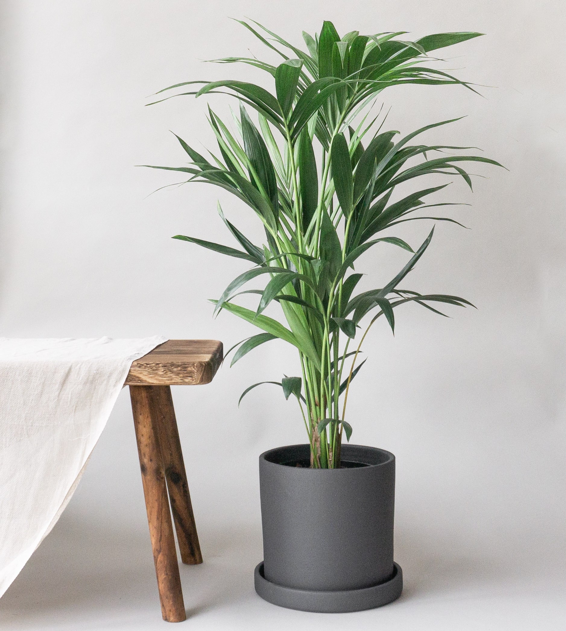 Introduction to Biophilic Design  Indoor plants delivery by Leaf Envy
