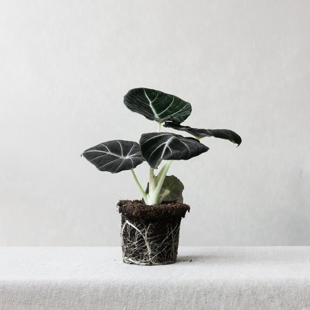 Alocasia Black Velvet Plant Care Tips  Indoor plants delivery by Leaf Envy