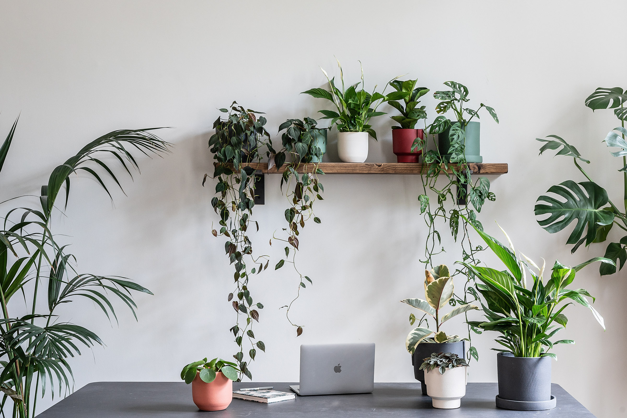 Let's make Blue January Greener!  Indoor plants delivery by Leaf Envy