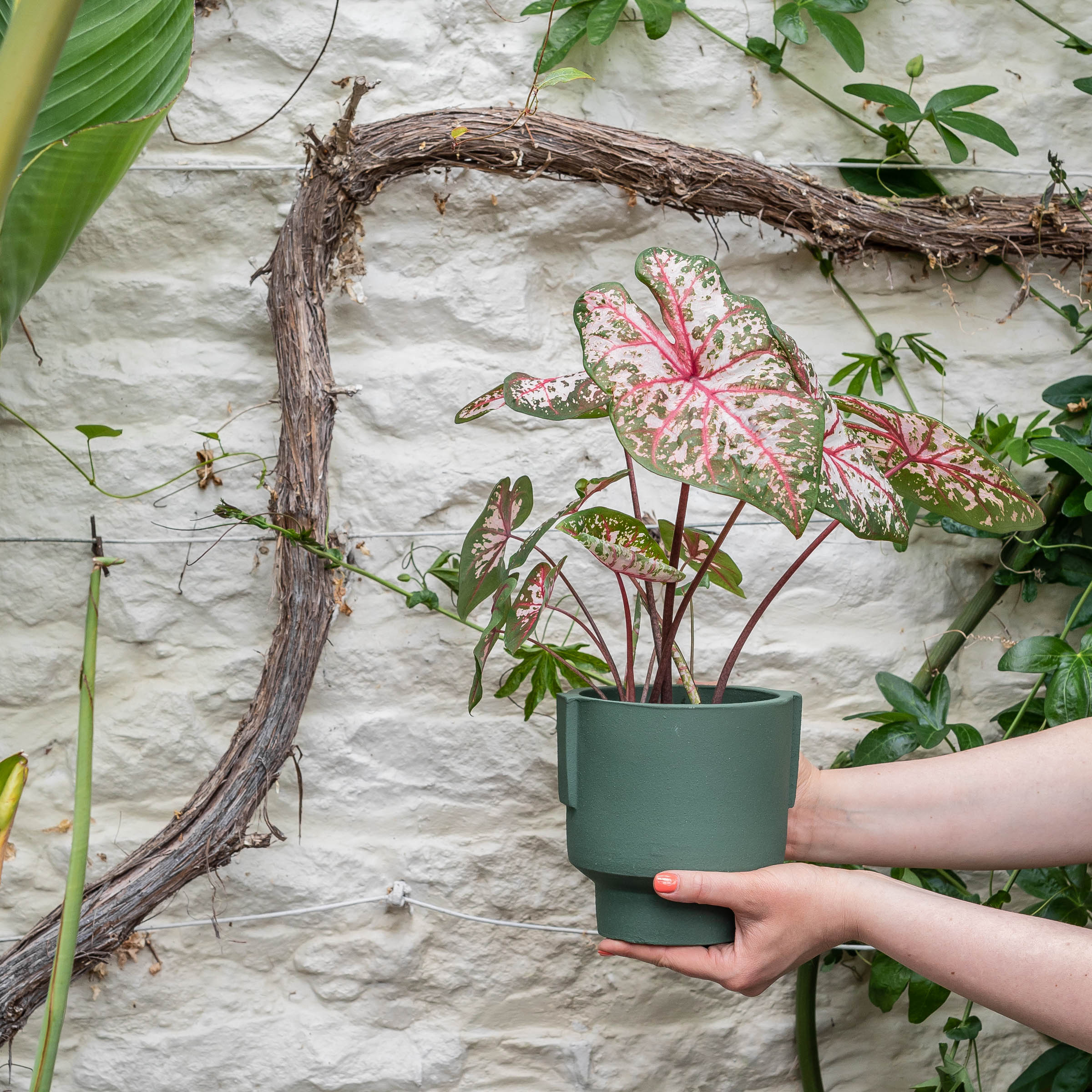 Let's make Blue January Greener!  Indoor plants delivery by Leaf Envy