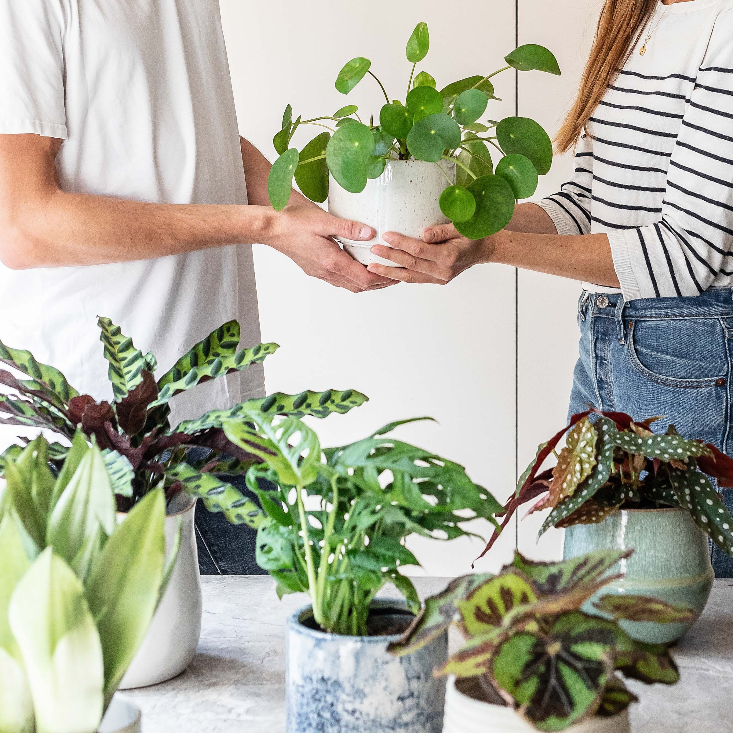 Let's make Blue January Greener!  Indoor plants delivery by Leaf Envy