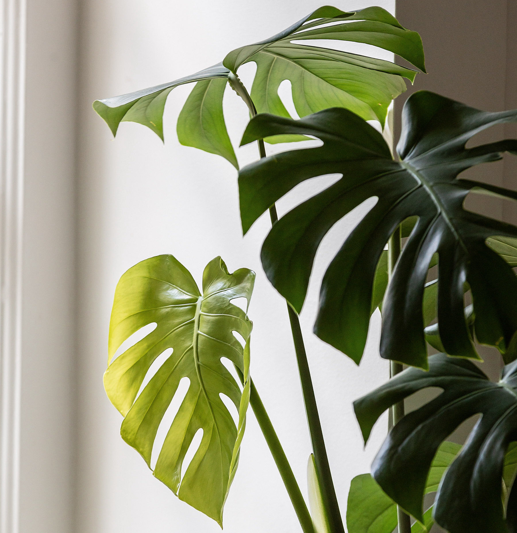 The 3 Principles of Biophilic Design  Indoor plants delivery by Leaf Envy