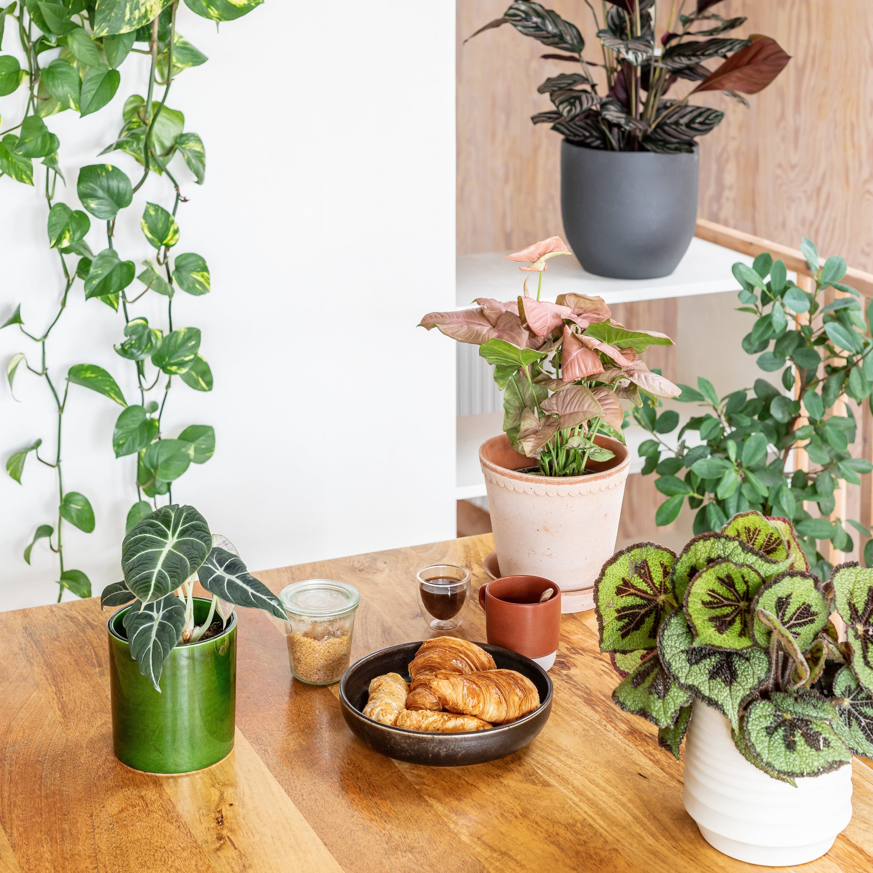 Mother's Day Gifting  Indoor plants delivery by Leaf Envy