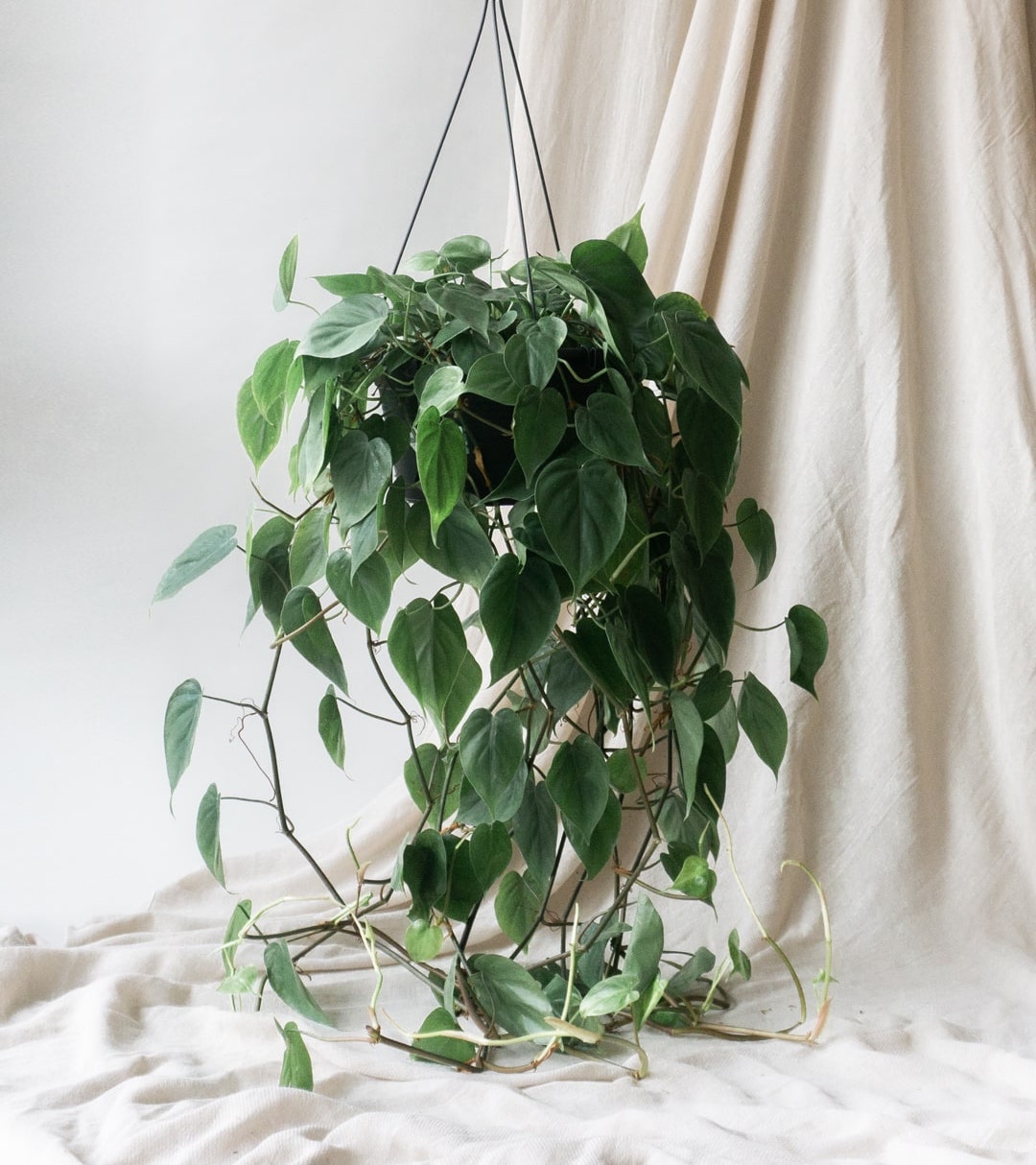 Pruning Guide Indoor plants delivery by Leaf Envy