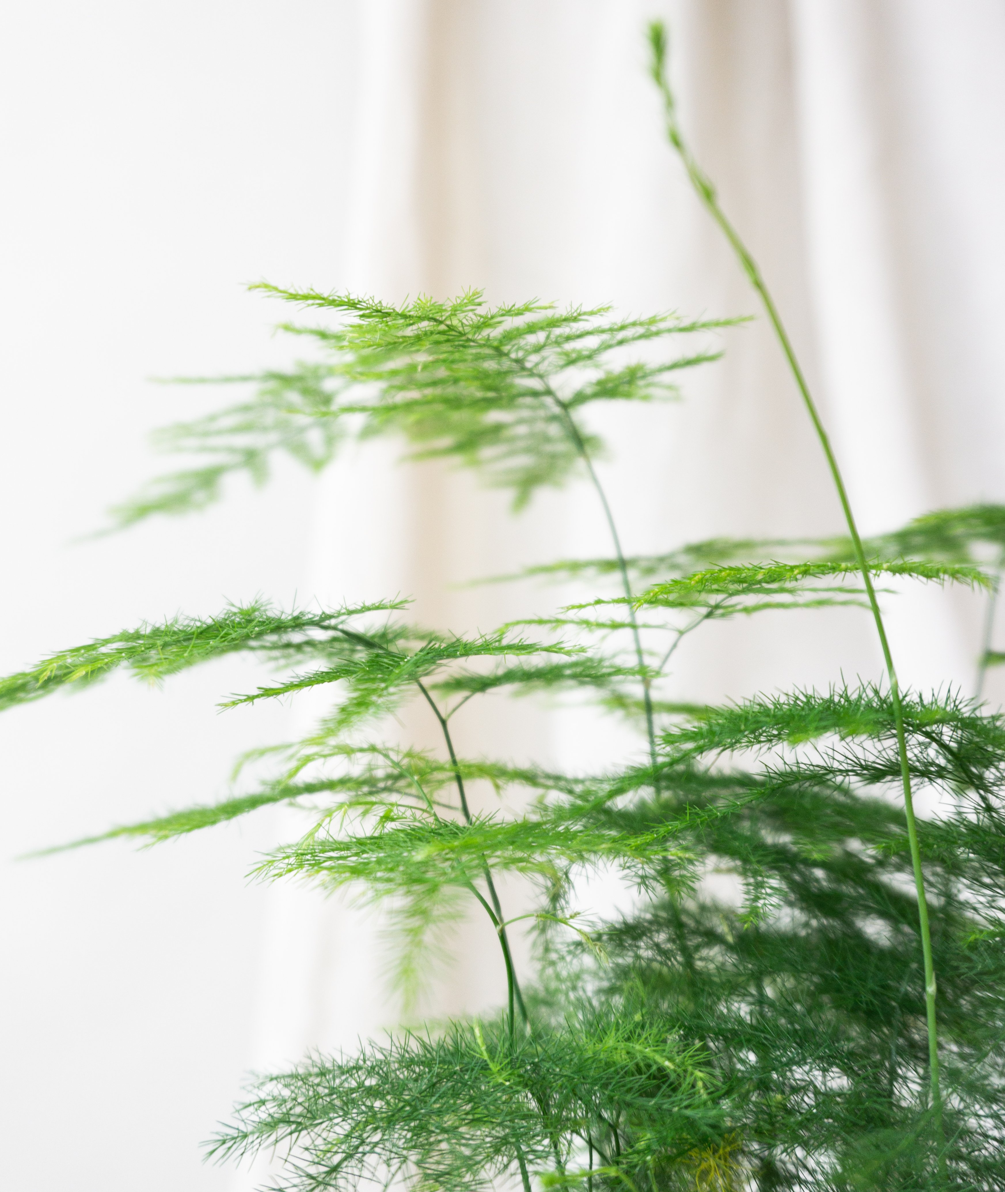 Asparagus Fern Plant Care  Indoor plants delivery by Leaf Envy