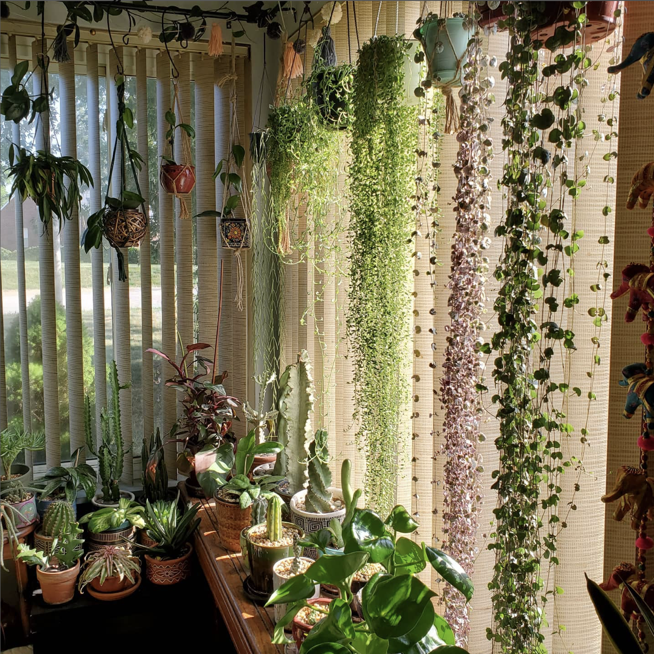 Plant Curtains  Indoor plants delivery by Leaf Envy