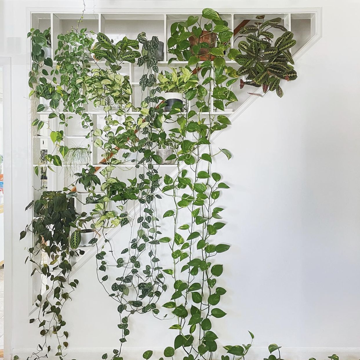 Plant Walls 101  Indoor plants delivery by Leaf Envy