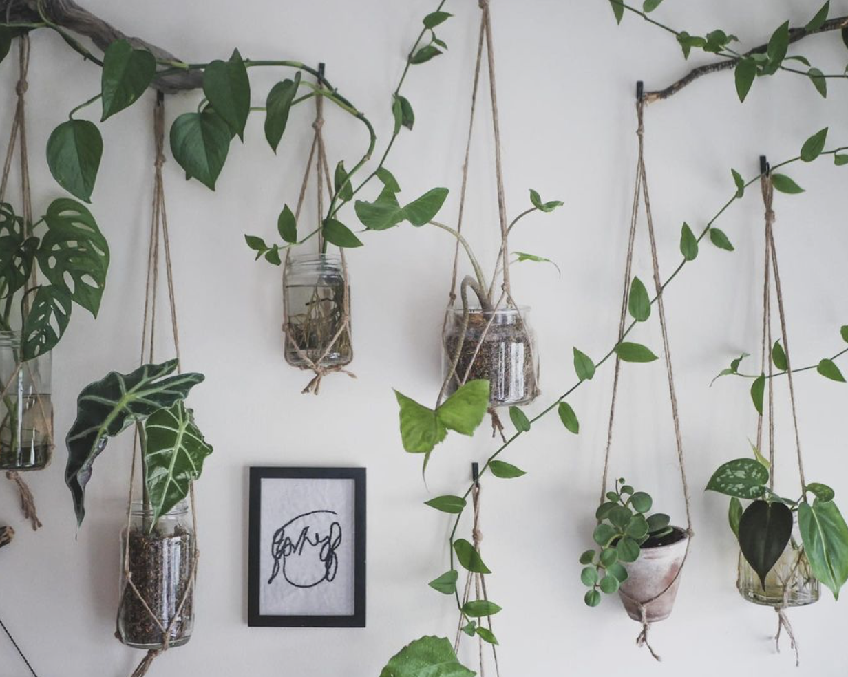 Plant Walls 101  Indoor plants delivery by Leaf Envy