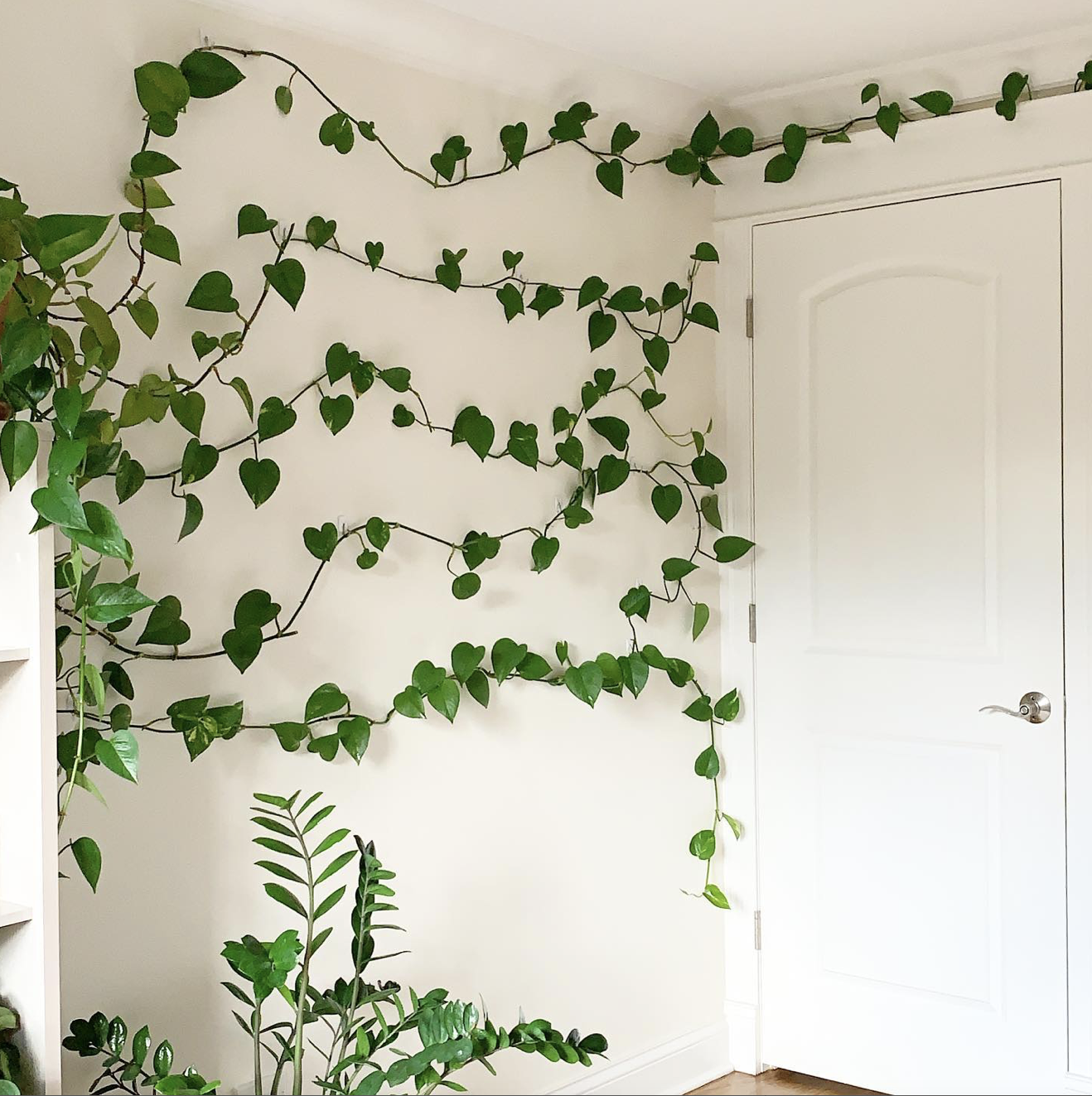 Plant Walls 101  Indoor plants delivery by Leaf Envy