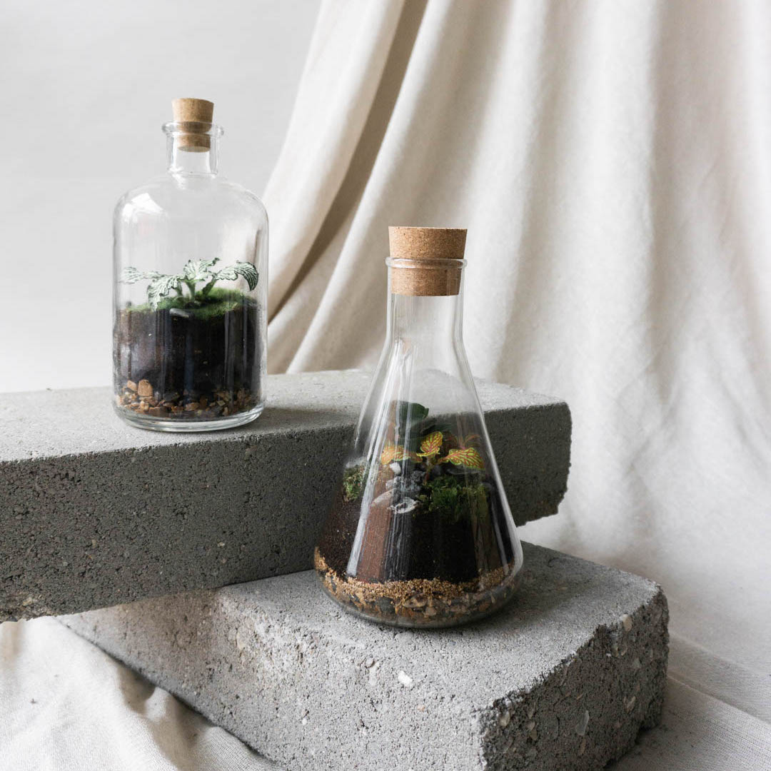 London Terrariums x Leaf Envy  Indoor plants delivery by Leaf Envy