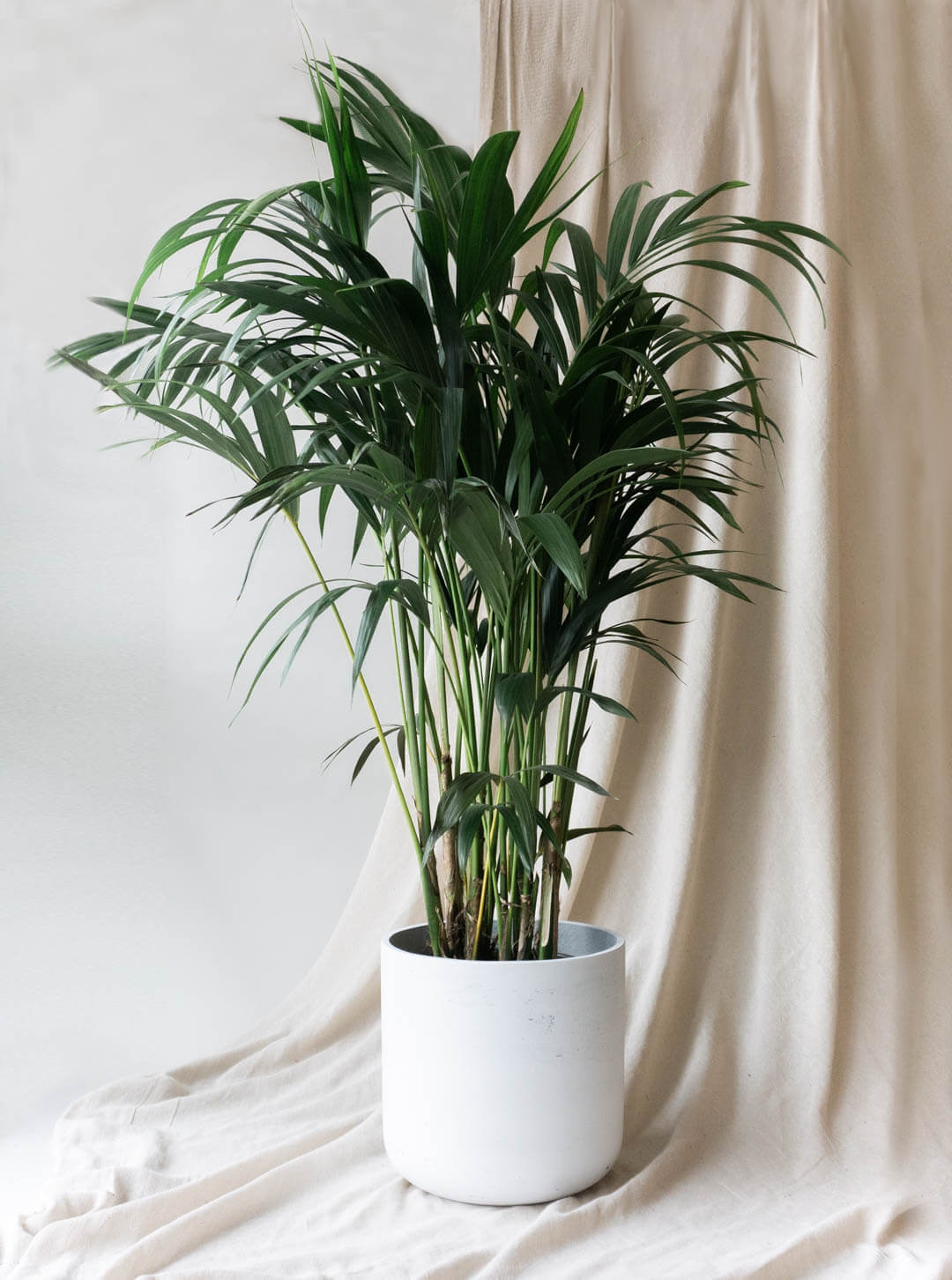Best Tall Indoor Plants  Indoor plants delivery by Leaf Envy