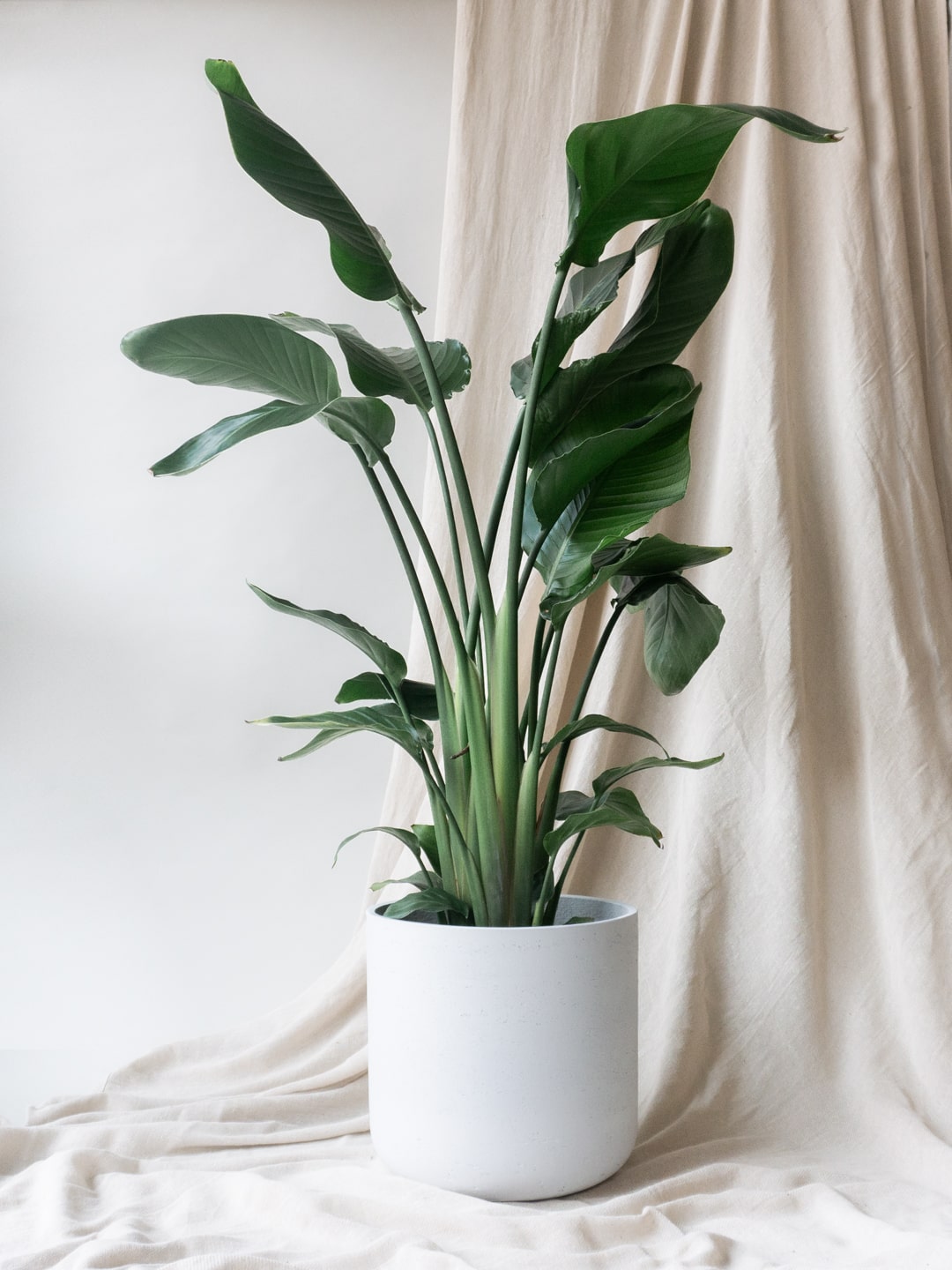 Best Tall Indoor Plants  Indoor plants delivery by Leaf Envy