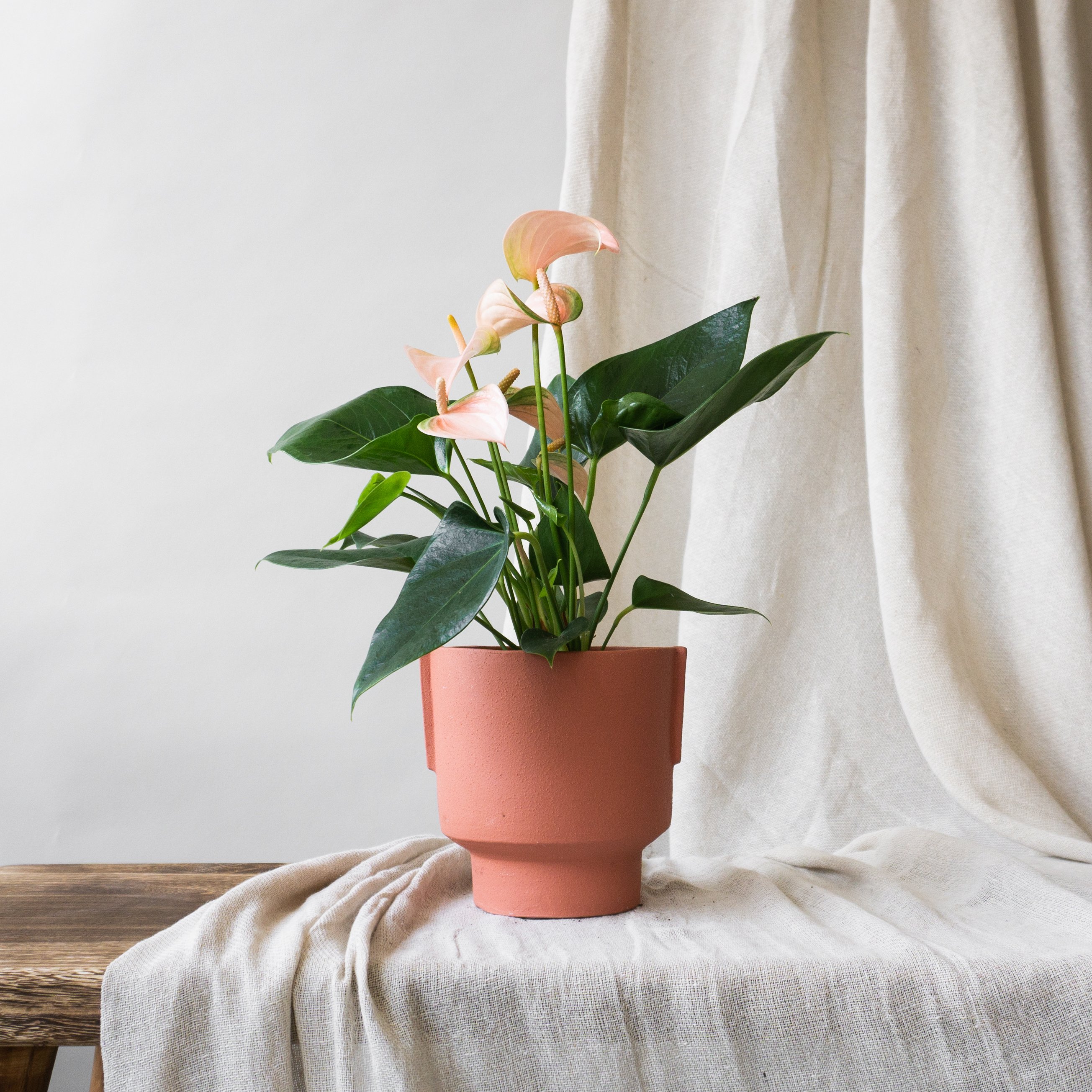 Top 5 Flowering Indoor Plants  Indoor plants delivery by Leaf Envy