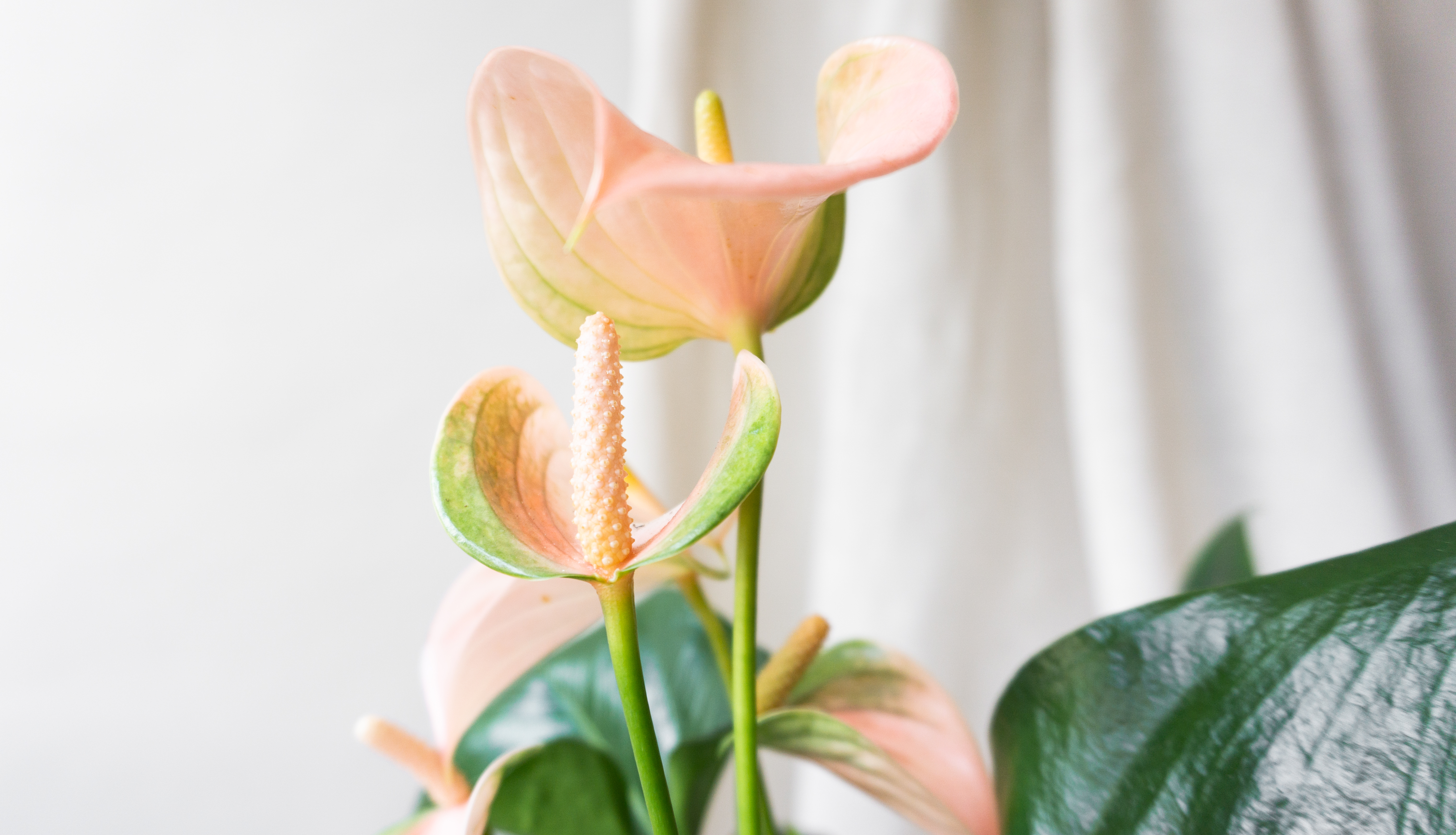 Top 5 Flowering Indoor Plants  Indoor plants delivery by Leaf Envy