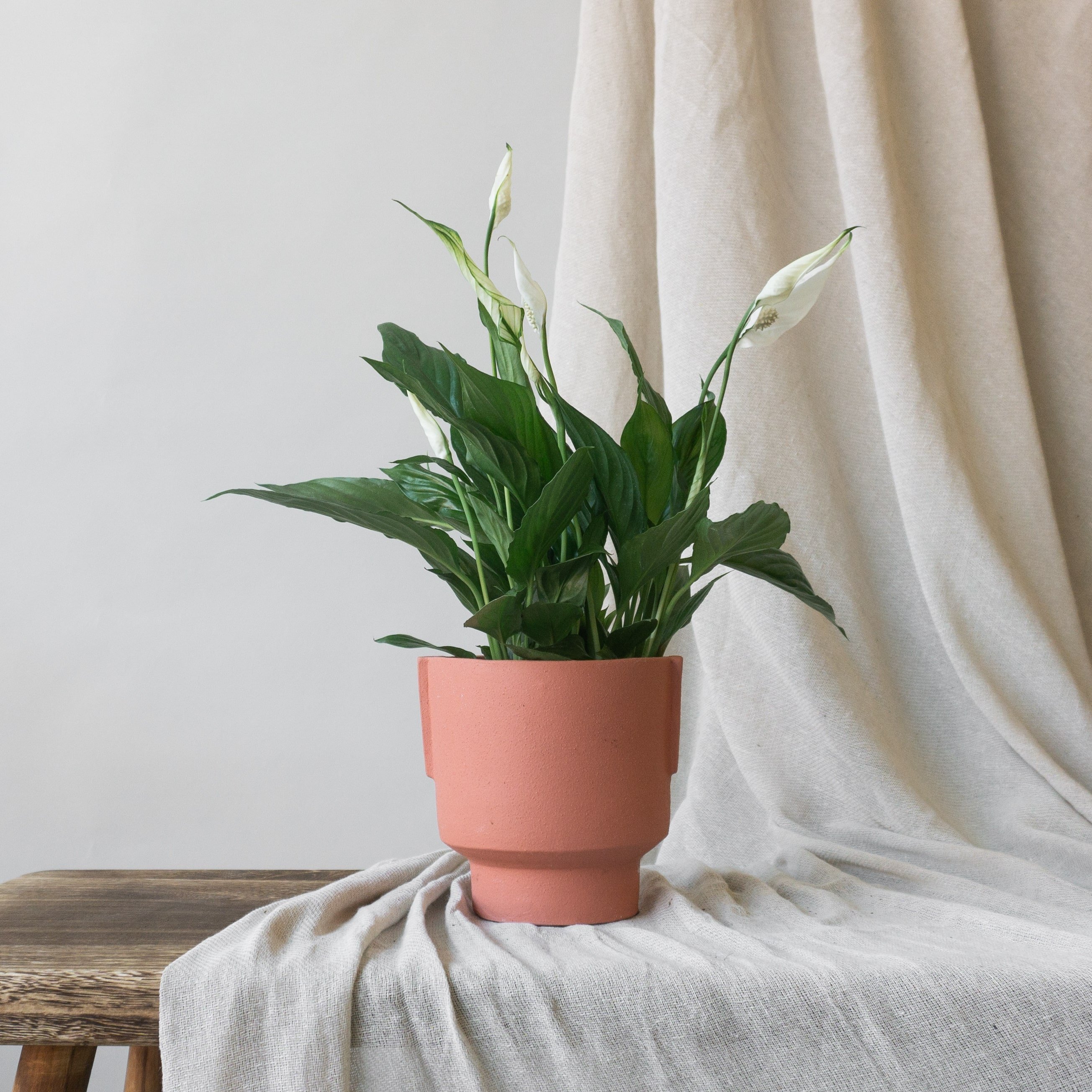 How to make your Peace Lily flower  Indoor plants delivery by Leaf Envy