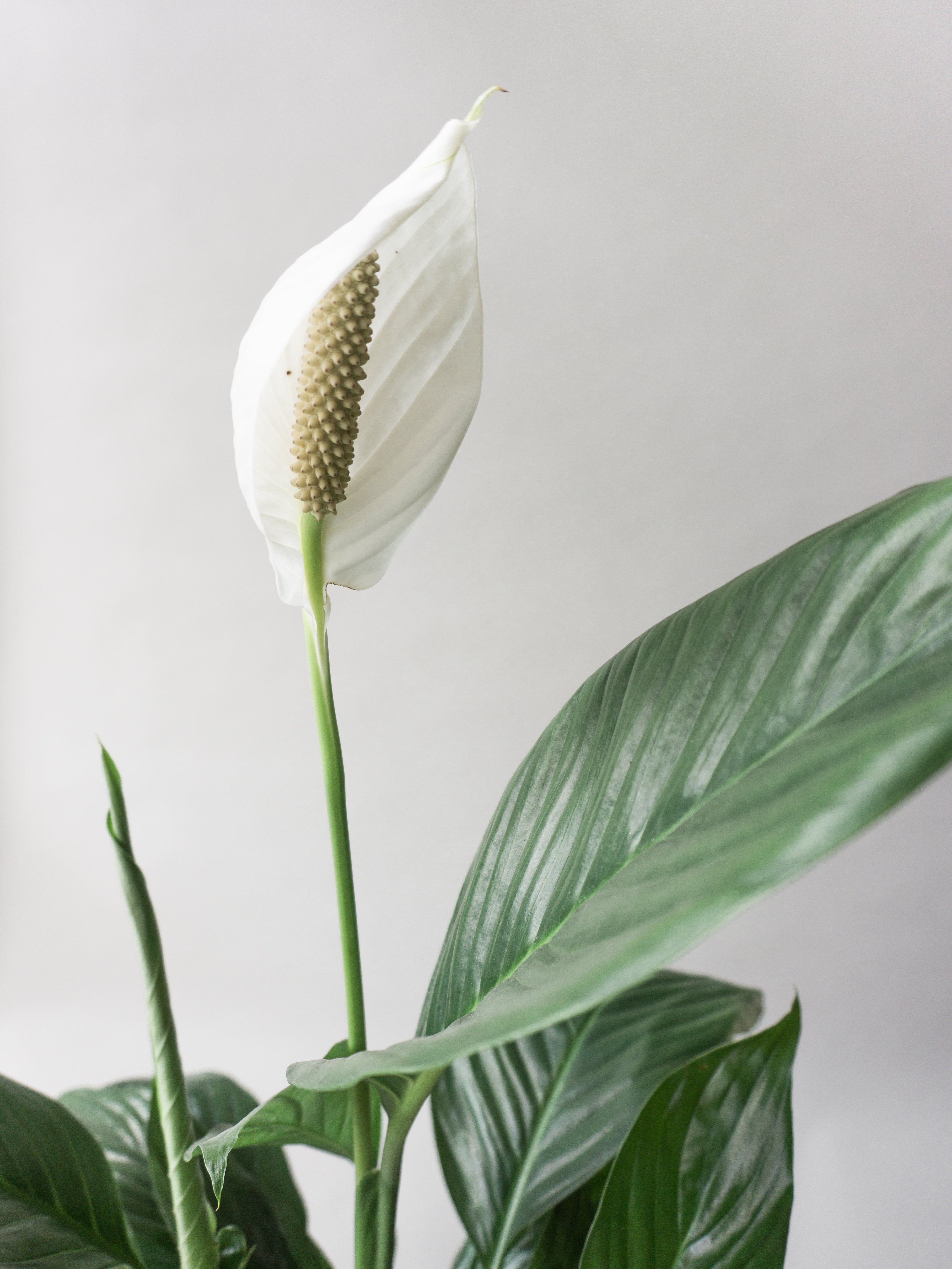 How to make your Peace Lily flower  Indoor plants delivery by Leaf Envy