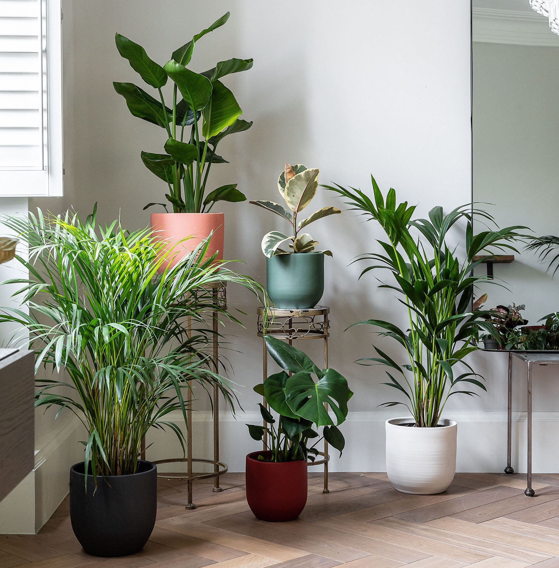 Best Plants by Room  Indoor Plant Delivery by Leaf Envy