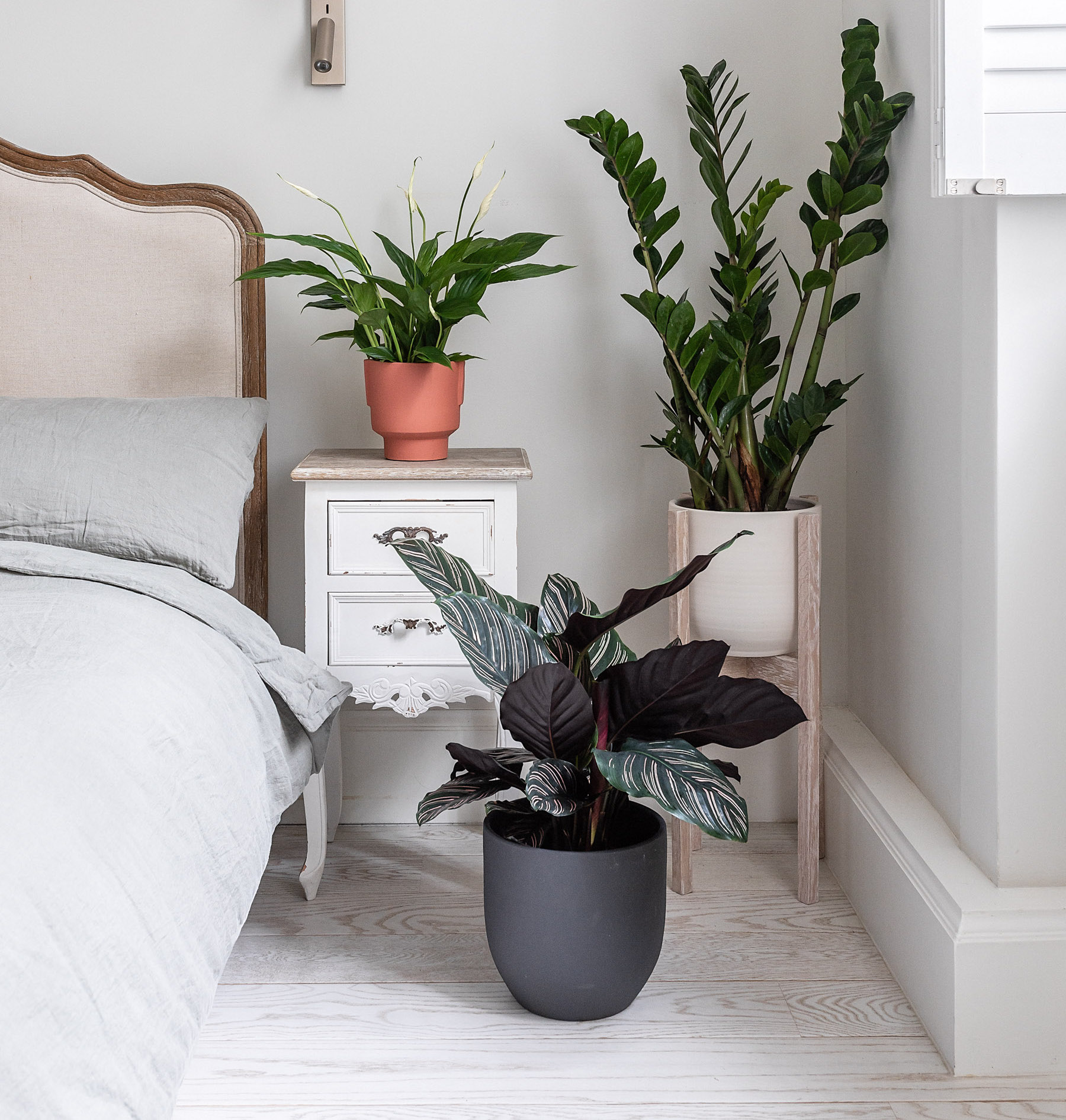 Best Plants by Room  Indoor Plant Delivery by Leaf Envy