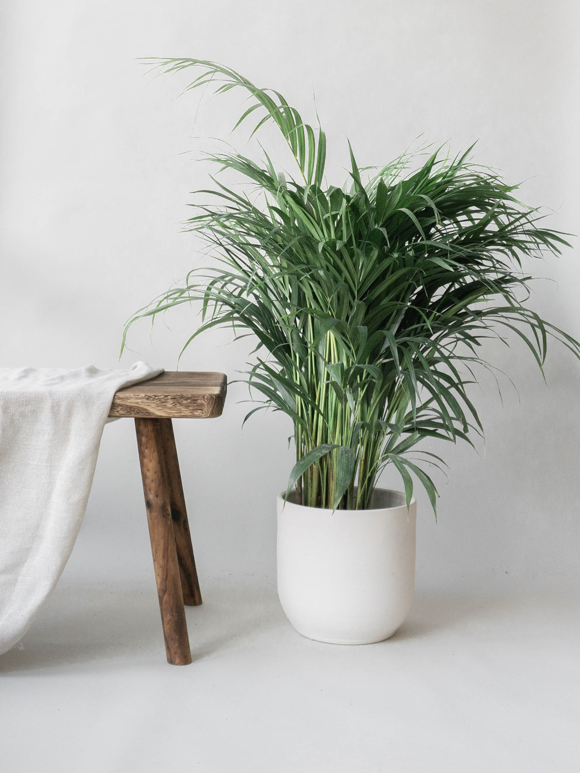 Our Favourite Plants for Dad  Leaf Envy  Online Plants Delivery