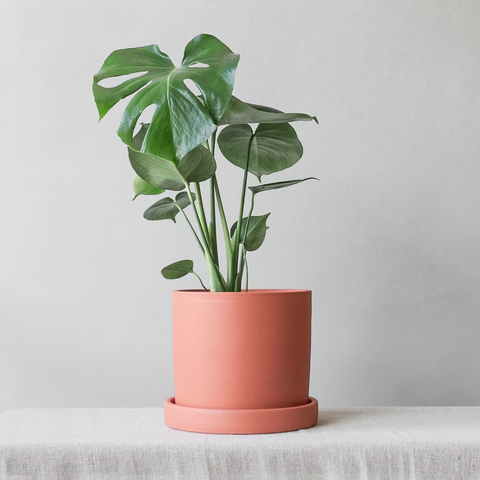 Our Favourite Plants for Dad  Leaf Envy  Online Plants Delivery