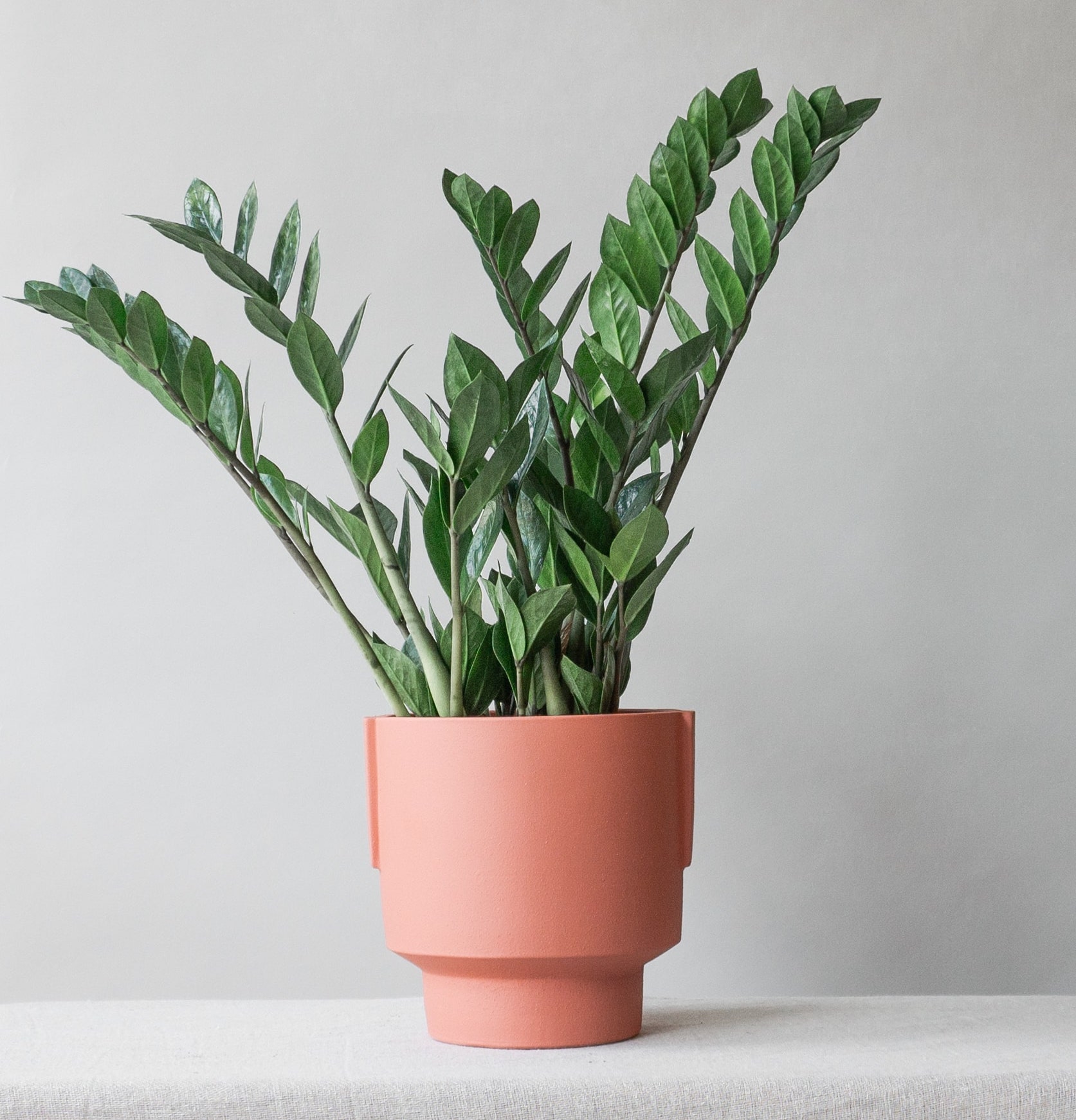 Our Favourite Plants for Dad  Leaf Envy  Online Plants Delivery