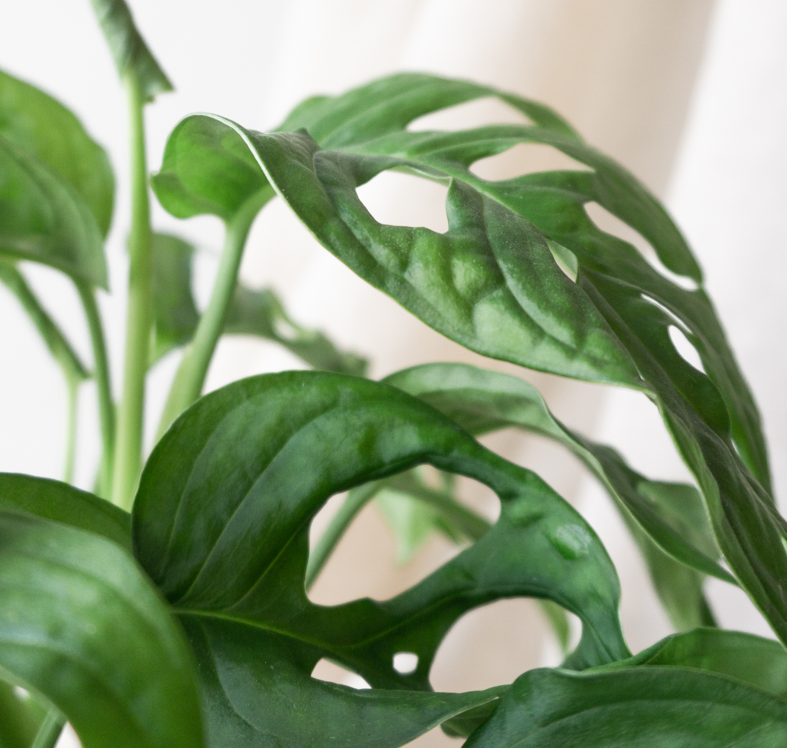 Monkey Mask Monstera Care Guide  Leaf Envy