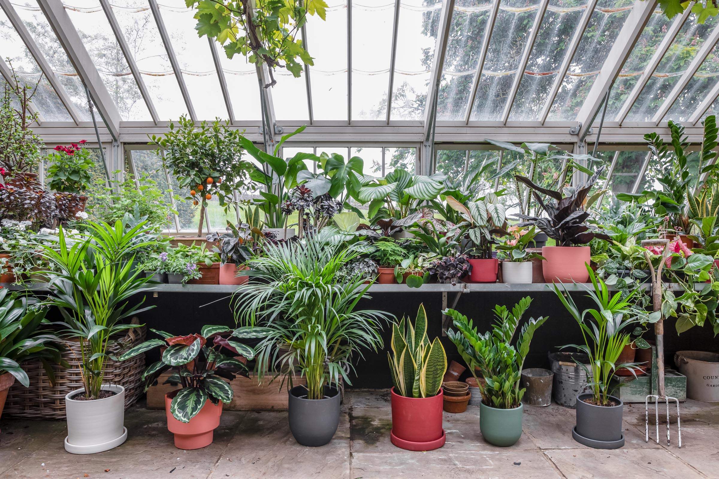 15+ Direct Sun Houseplants Top 3 houseplants that like direct sunlight – Leaf Envy