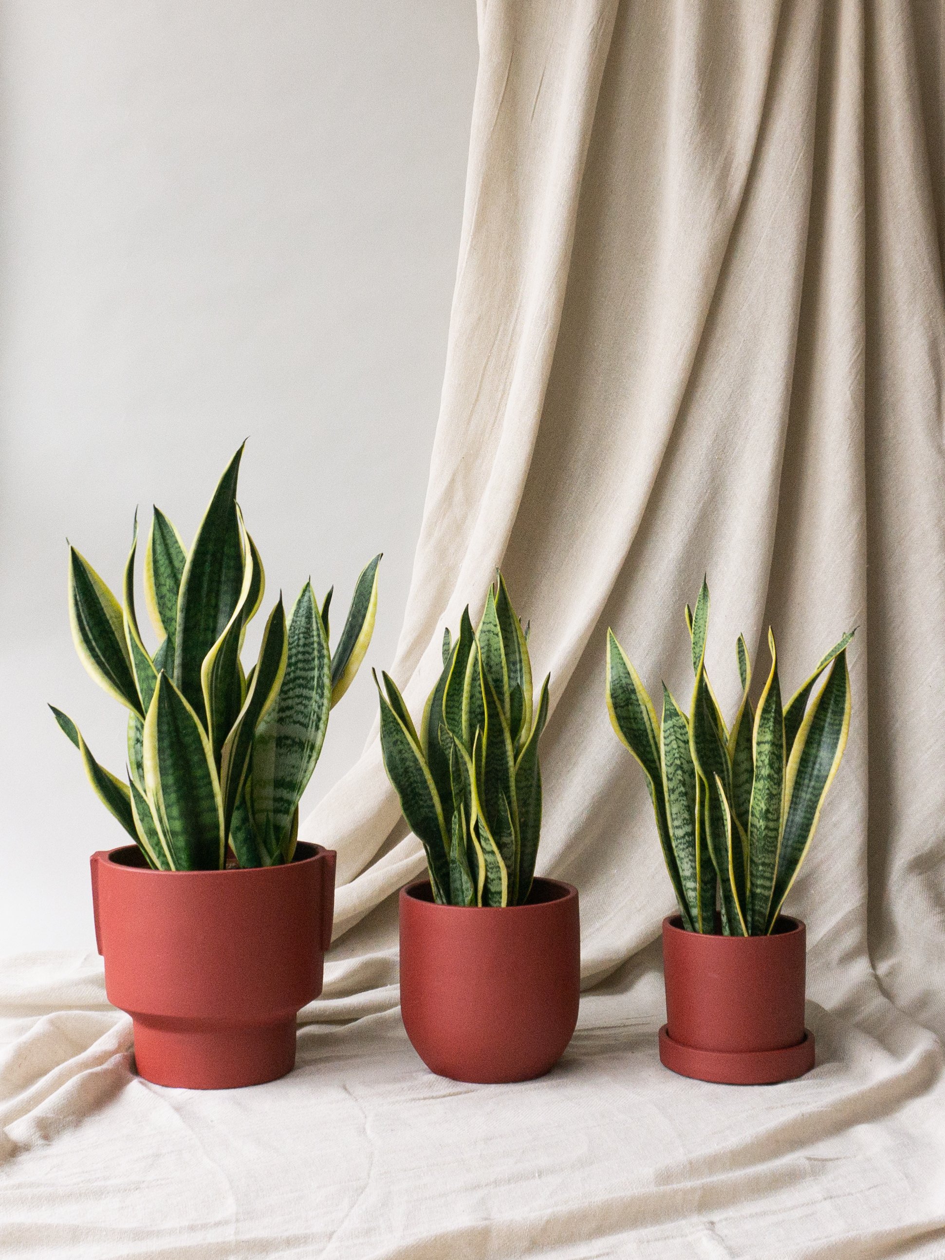 Snake Plants  Leaf Envy