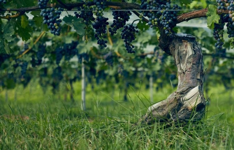 Grace Winery – epicurean nomads private limited