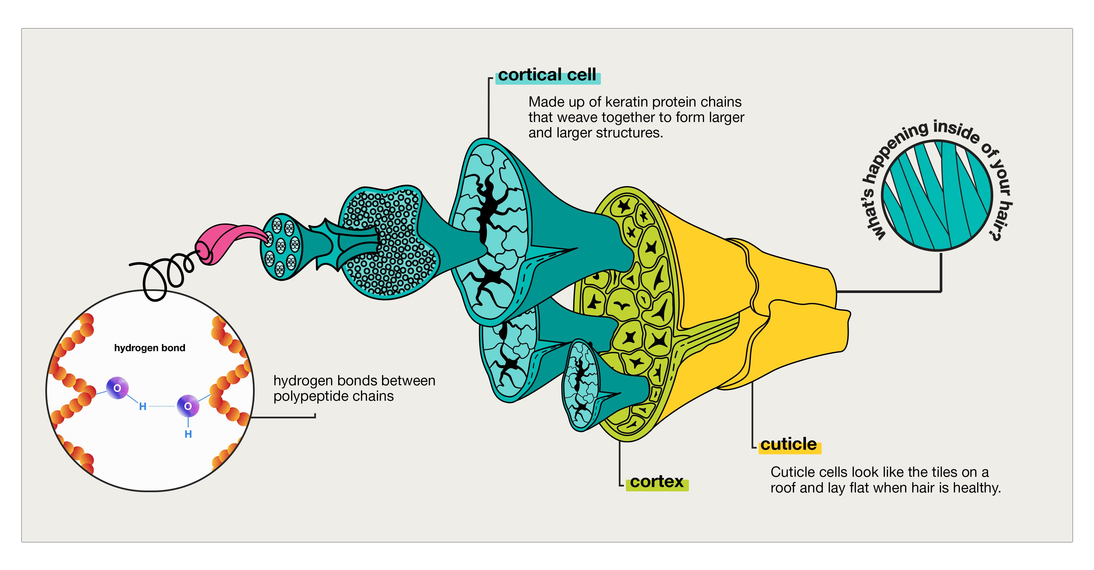 What Is Optimal Hair Hydration?