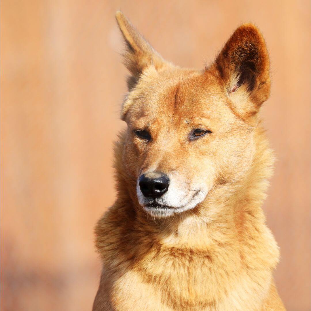 Banane